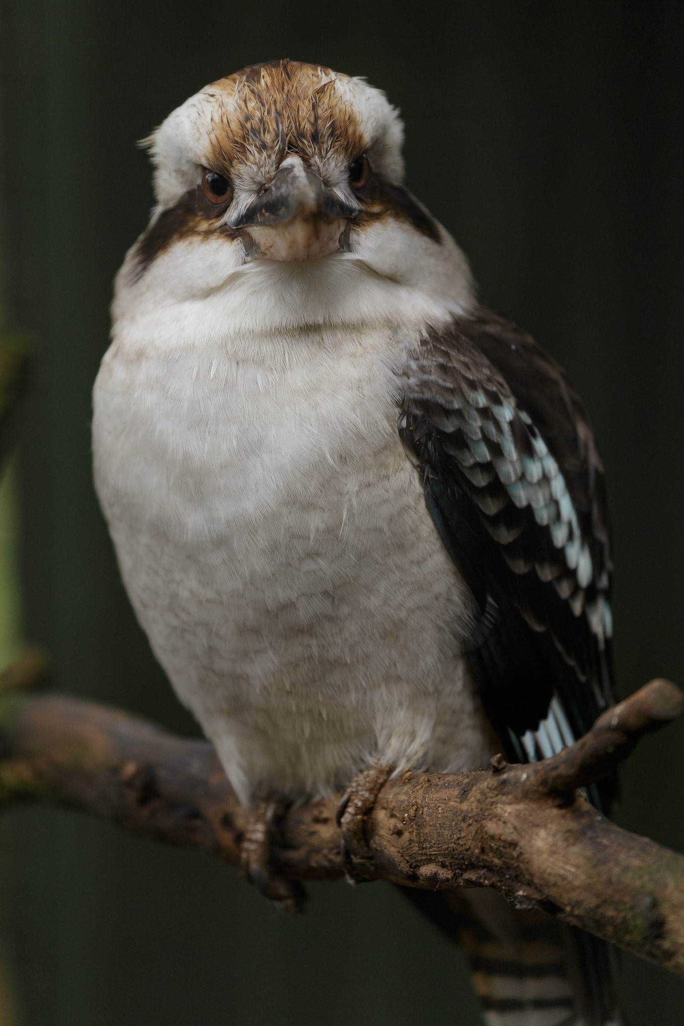 Laughing Kookaburra at the Kangaroo Island Wildlife Park on Kangaroo Island, Australia