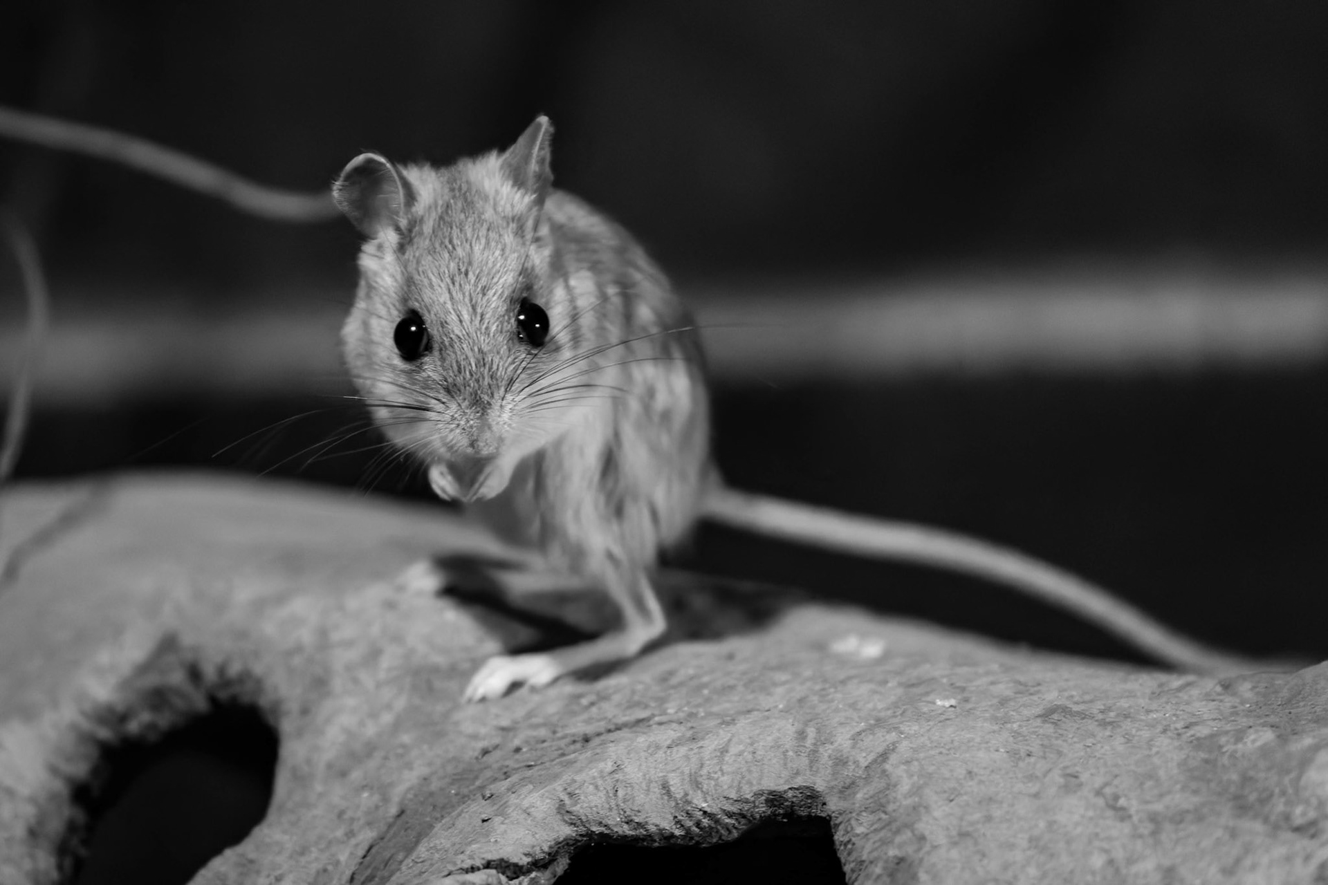 Spinifex Hopping Mouse at Halls Gap Zoo in Halls Gap Victoria, Australia