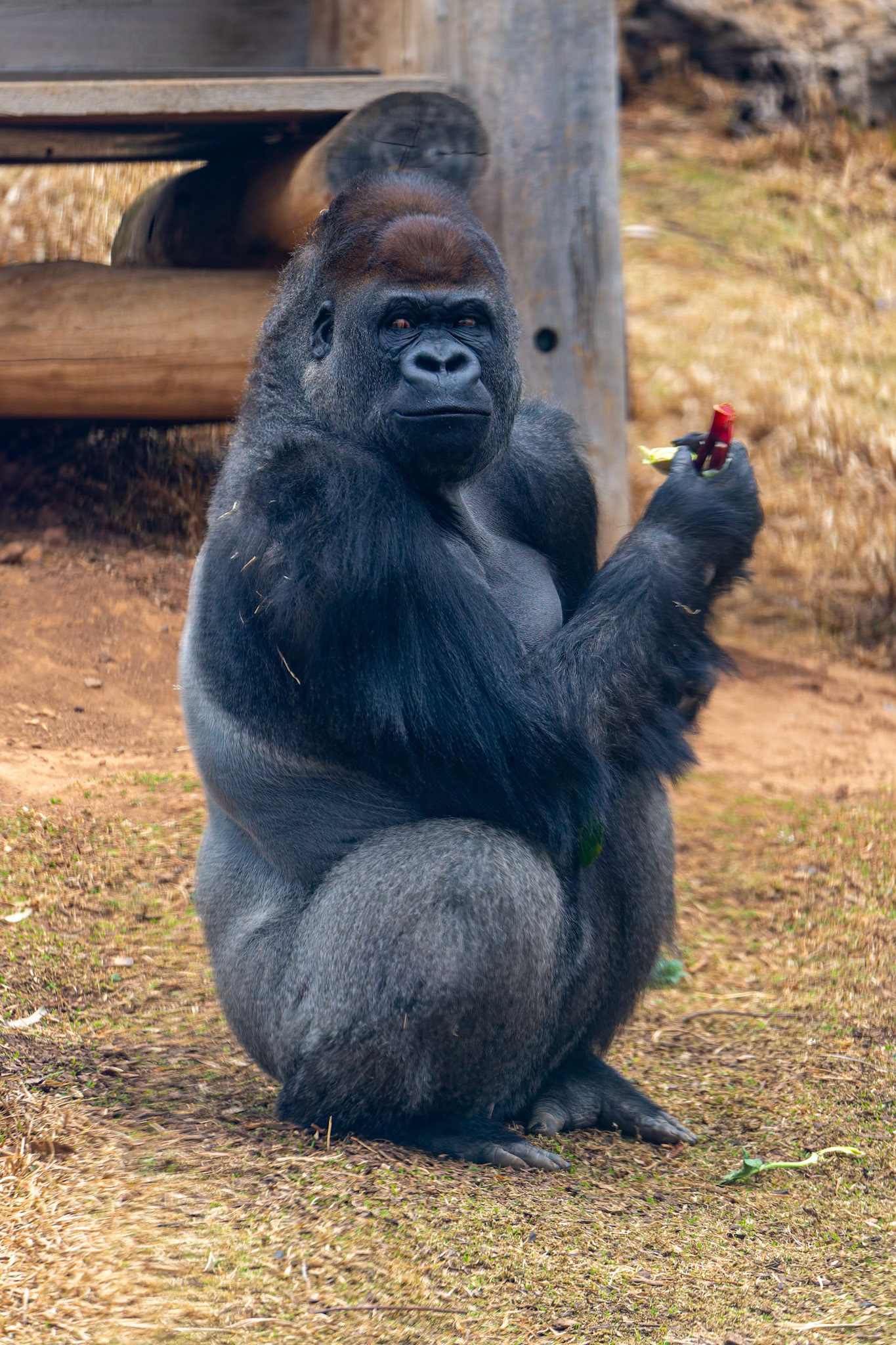 Western Lowland Gorillas at Werribee Open Range Zoo in Werribee South in Victoria, Australia