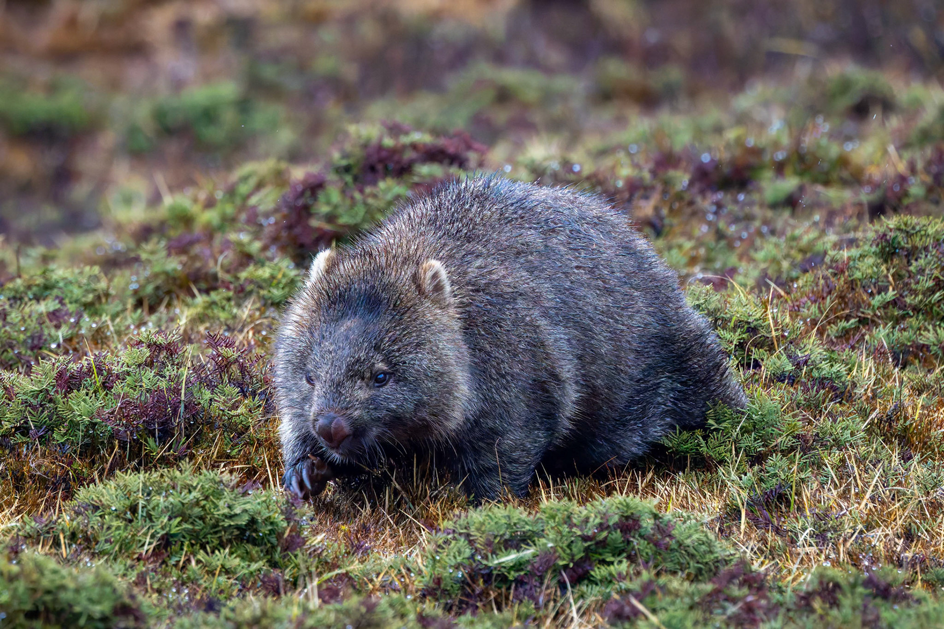 A wombat at Ronny Creek in Cradle Mounntain in Tasmania, Australia