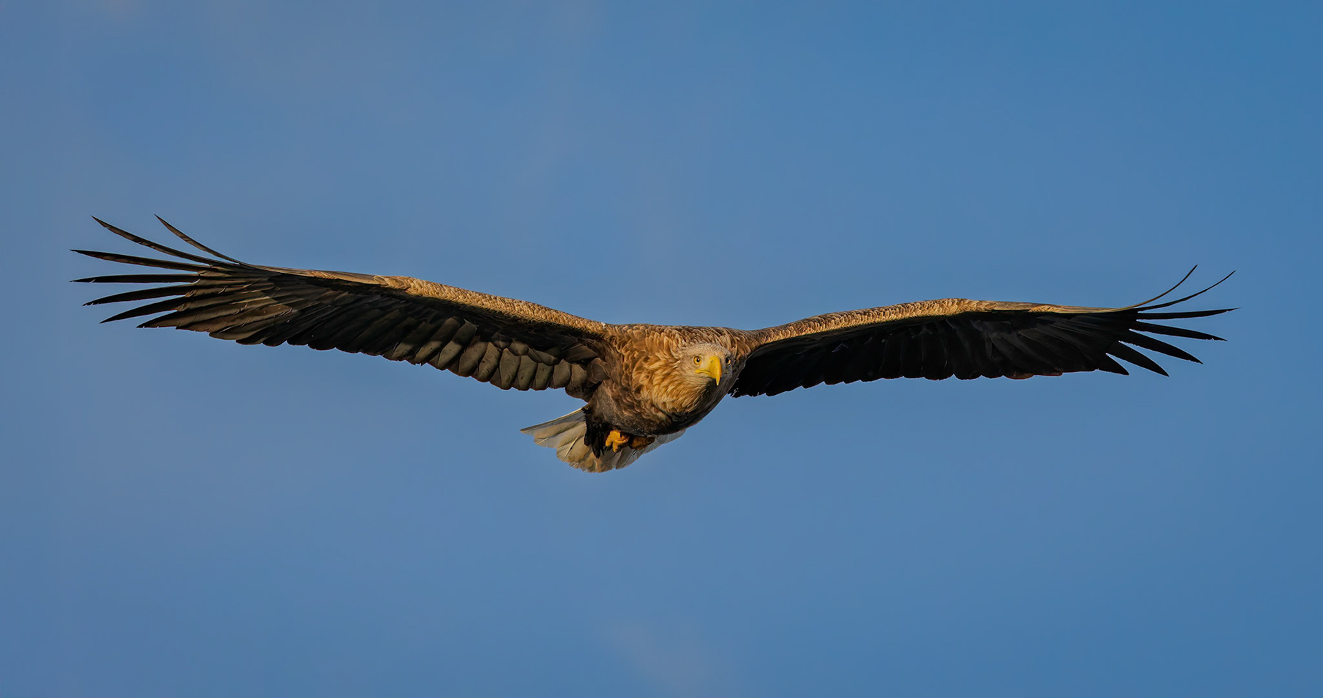 White Tailed Eagle searching for breakfast at Rausu Fishing Port on the Island of Hokkaido, Japan