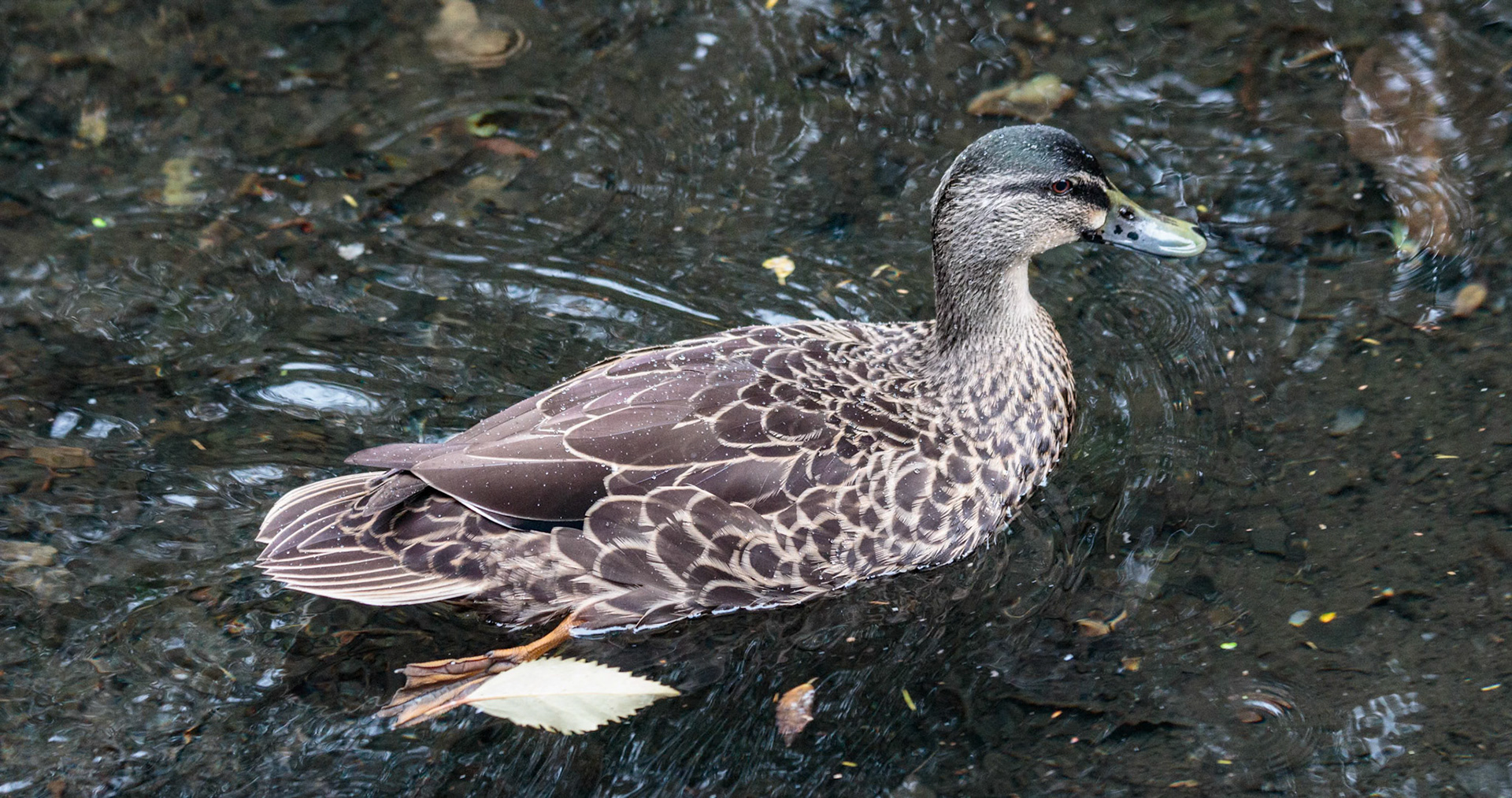 Duck at the Willowbank Wildlife Park, Christchurch, New Zealand