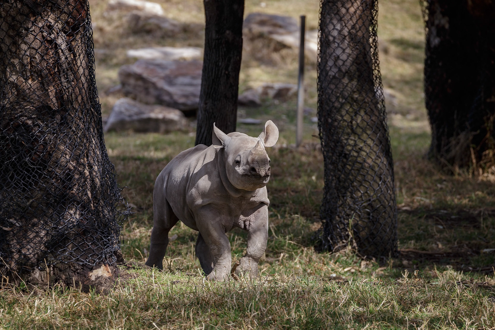 Baby Black Rhinoceros at Dubbo Zoo in Dubbo, Australia