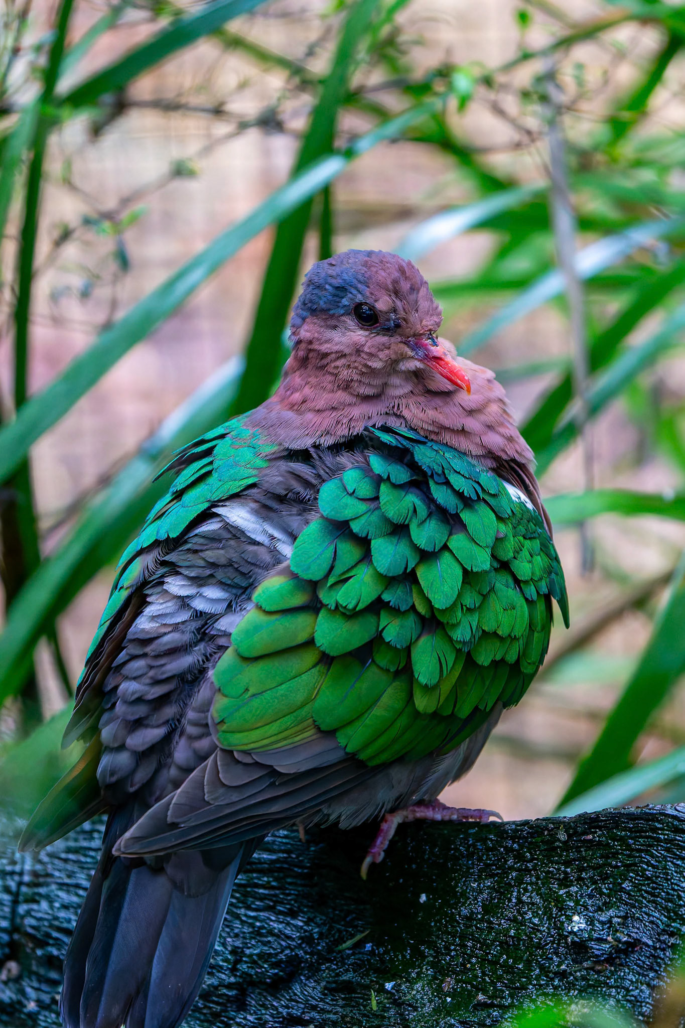 Emerald Dove at Healesville Sanctuary in Healesville, Australia