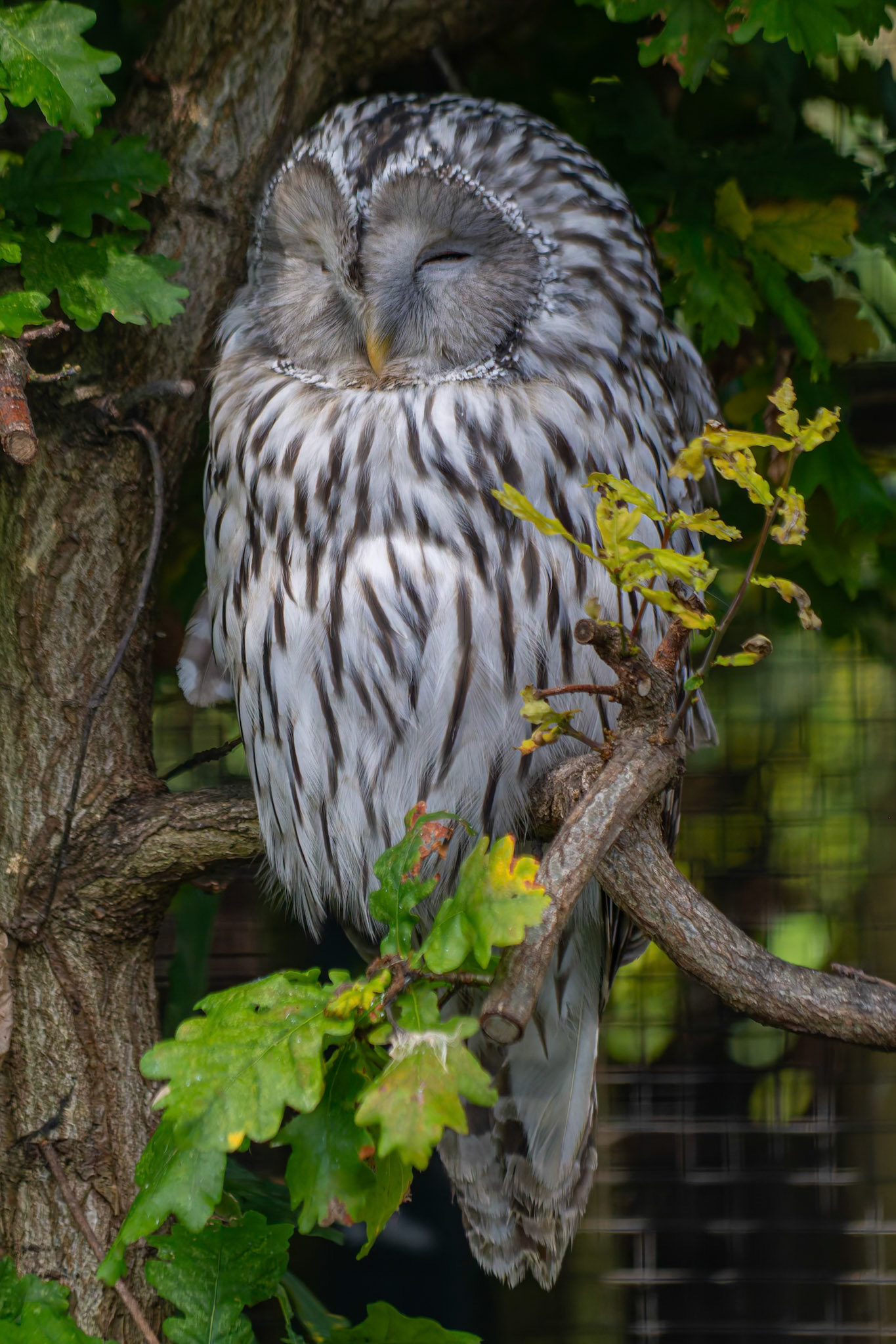Ural Owl at the Chester Zoo, England