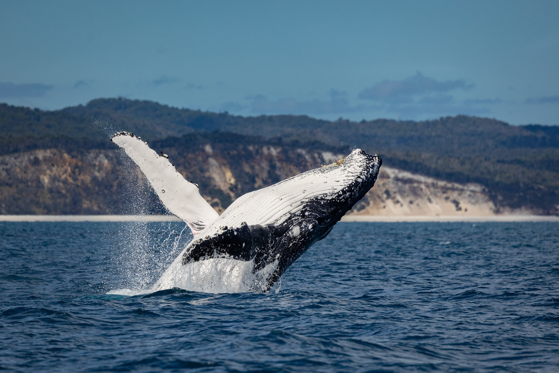 A humpback (Baleen) Whale breaching in the waters of Platypus Bay off the coast of Fraser Island, Australia
