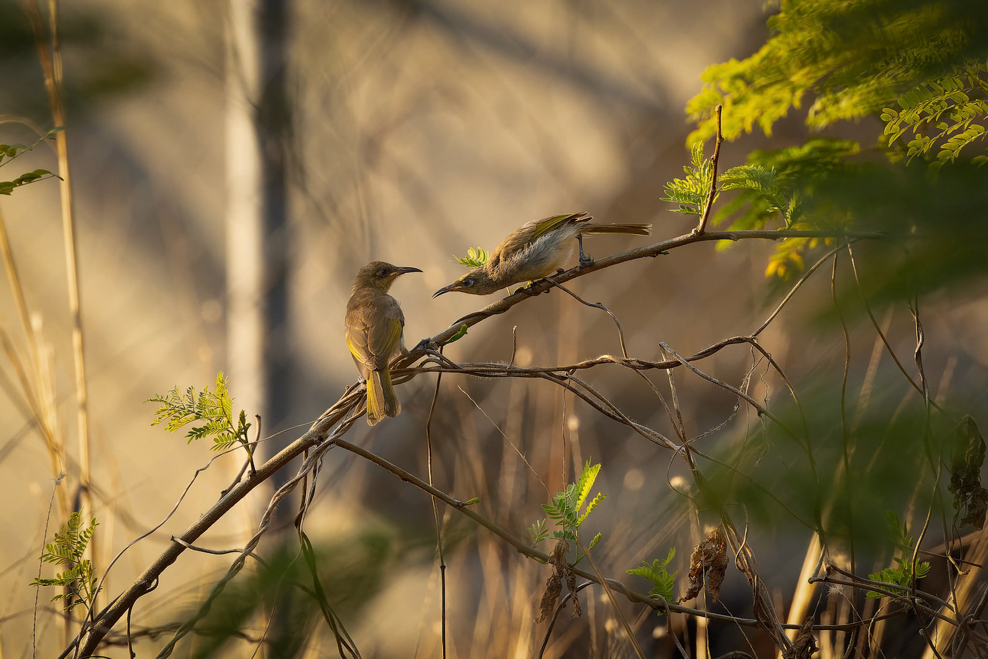 A pair of Brown Honeyeater on the Lee Point Bird Photo Walk outisde of Darwin in Northern Territory, Australia