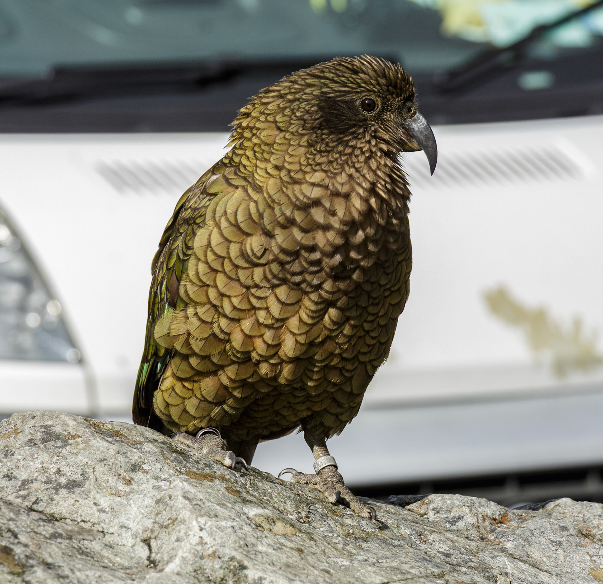 Kea at Arthurs Pass, New Zealand