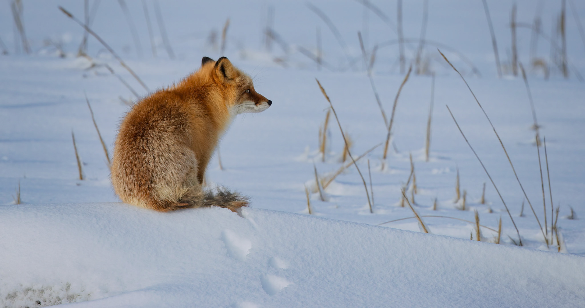 Red Fox at Notsuke Peninsula, on the island of Hokkaido, Japan