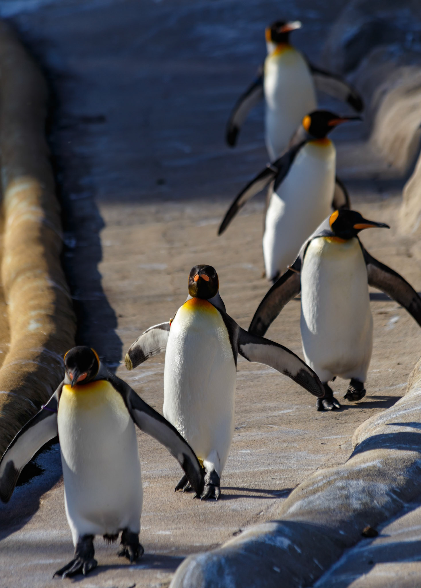 King Penguins at the Edinburgh Zoo, Scotland