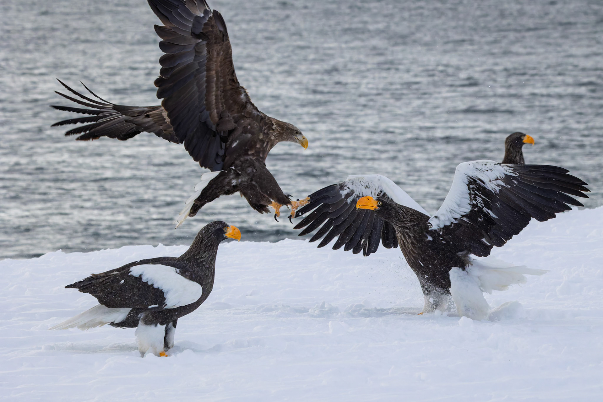 Stella Eagle and a White Tailed Eagle having a discussion over breakfast at Rausu Fishing Port on the Island of Hokkaido, Japan