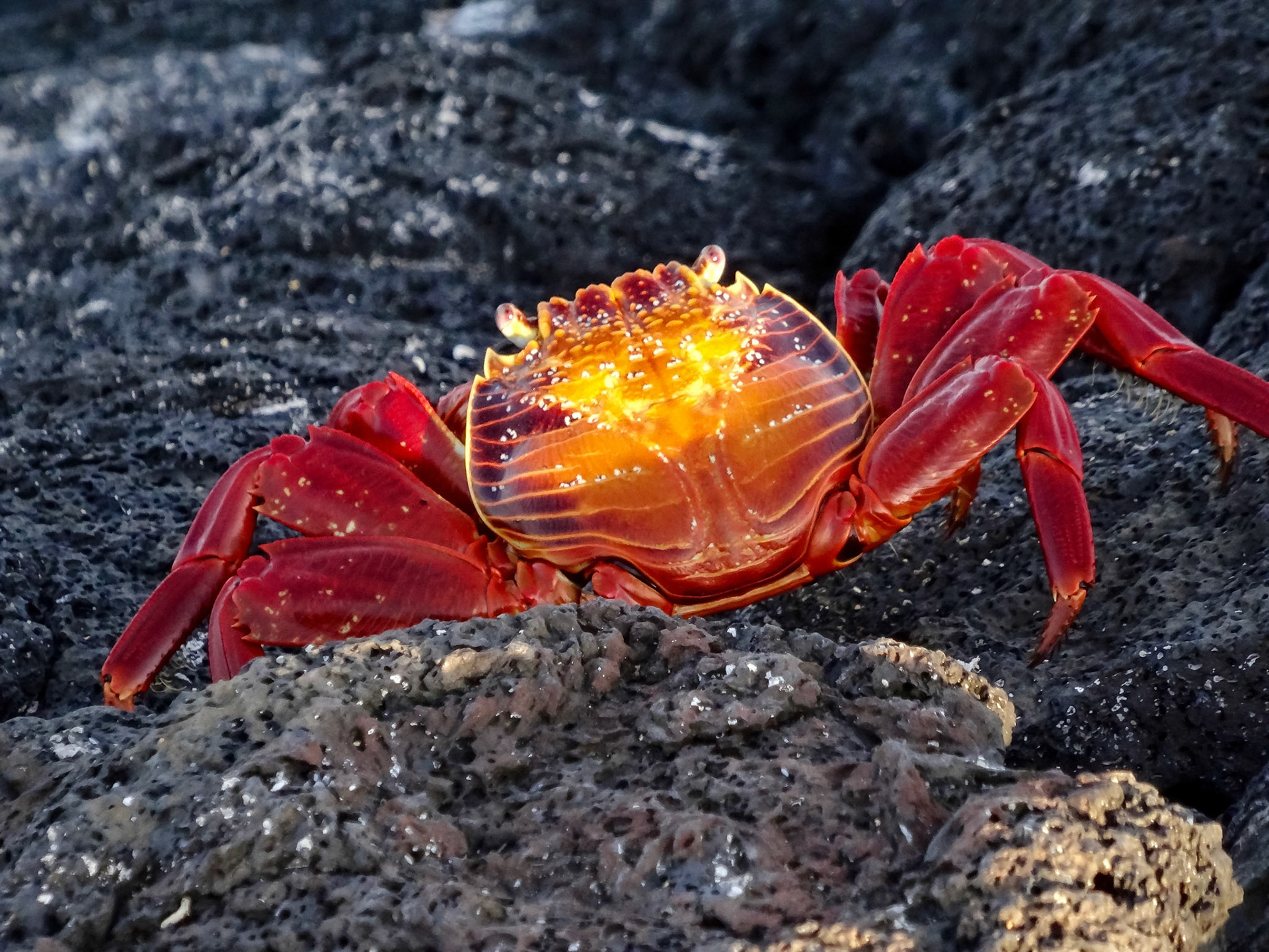 Crabby