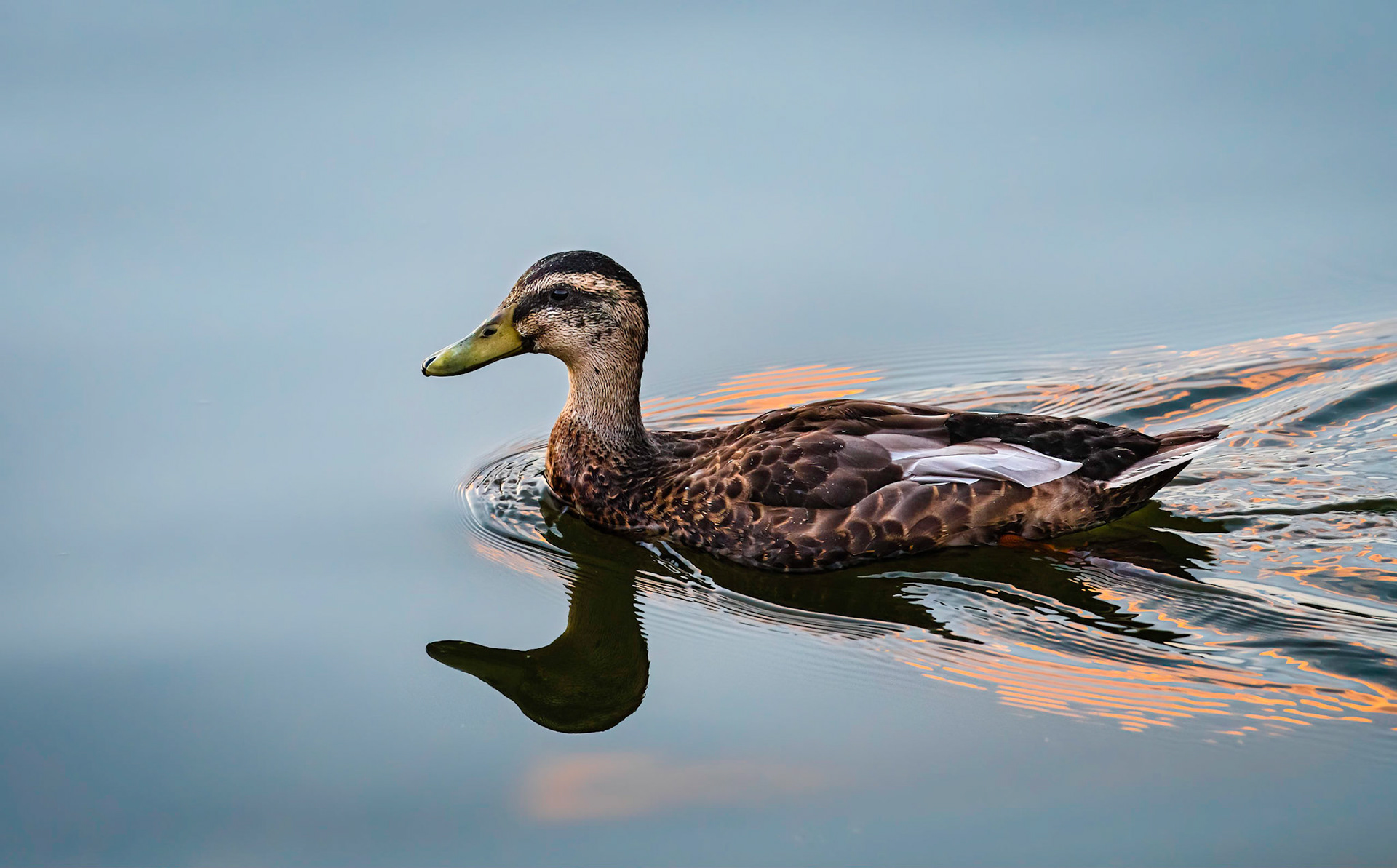 Duck on Fire