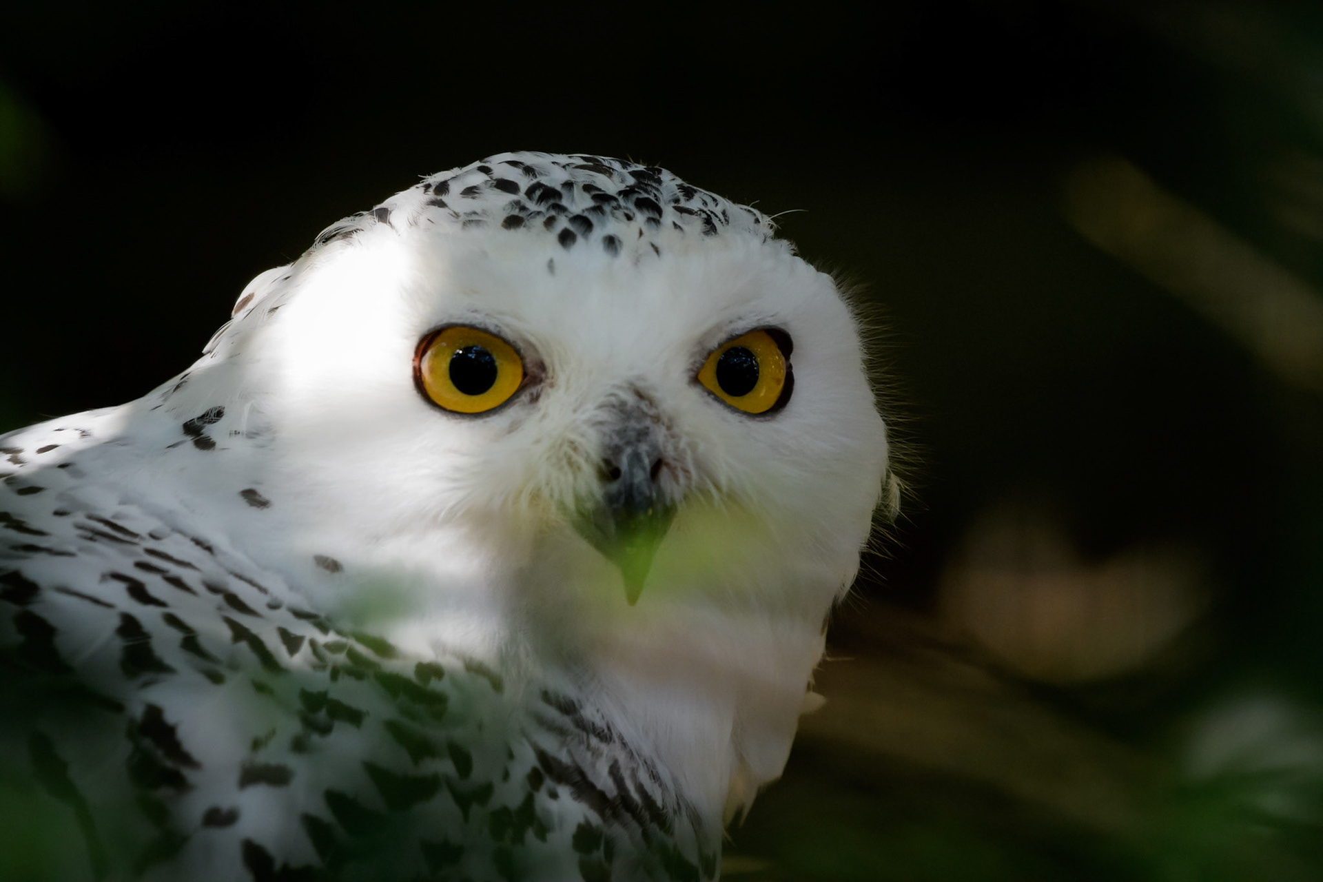 (W)hoo Me?