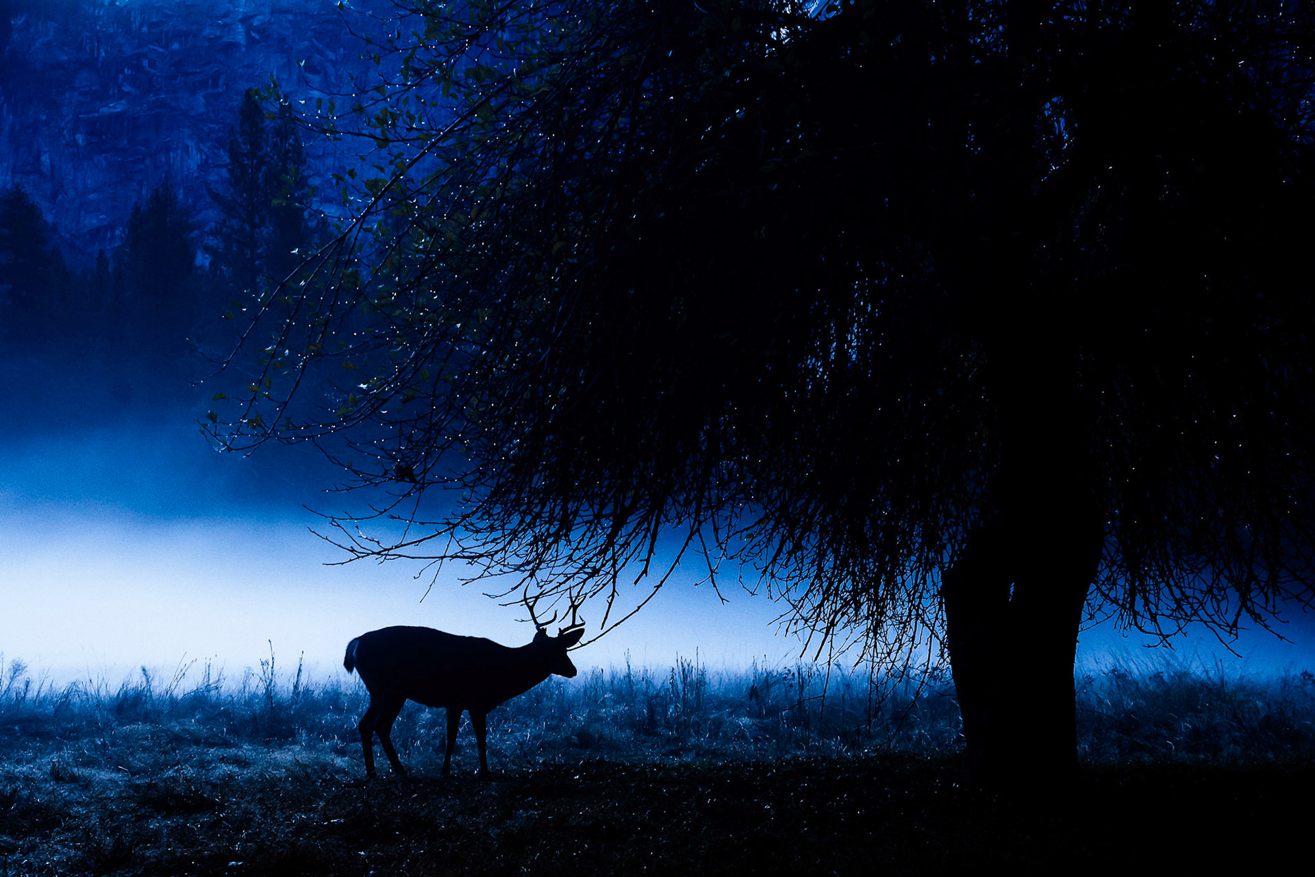 Stag in the Mist