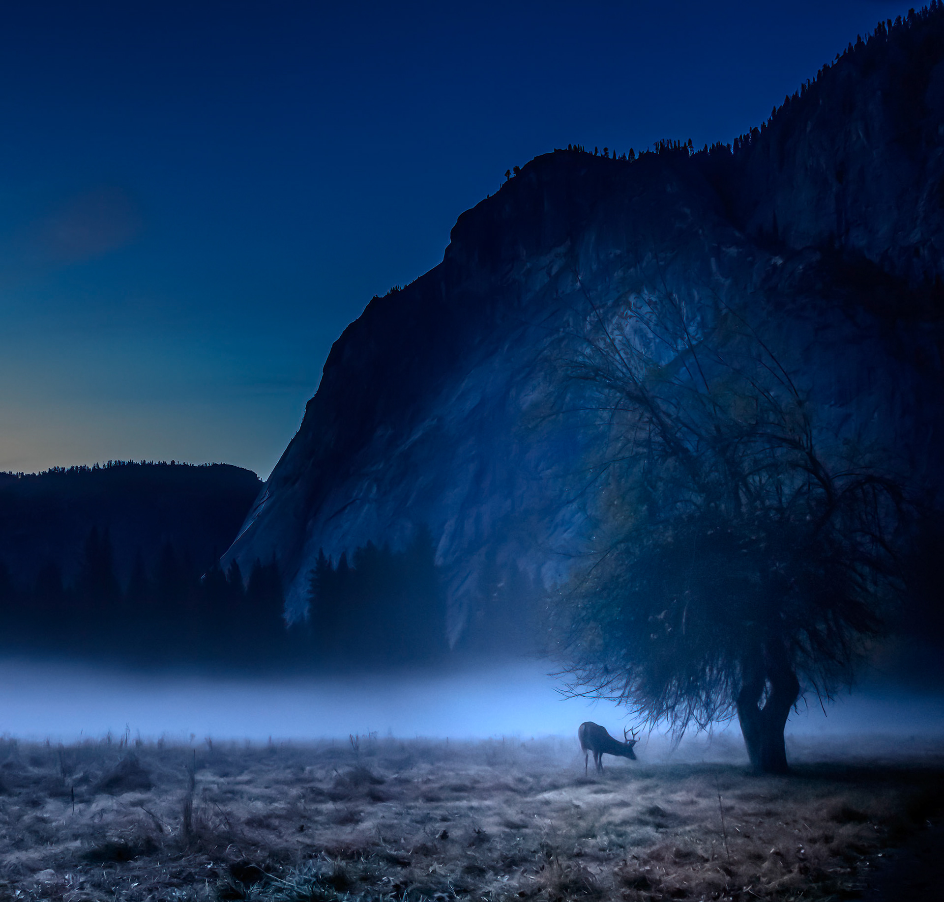 Stag in the Mist
