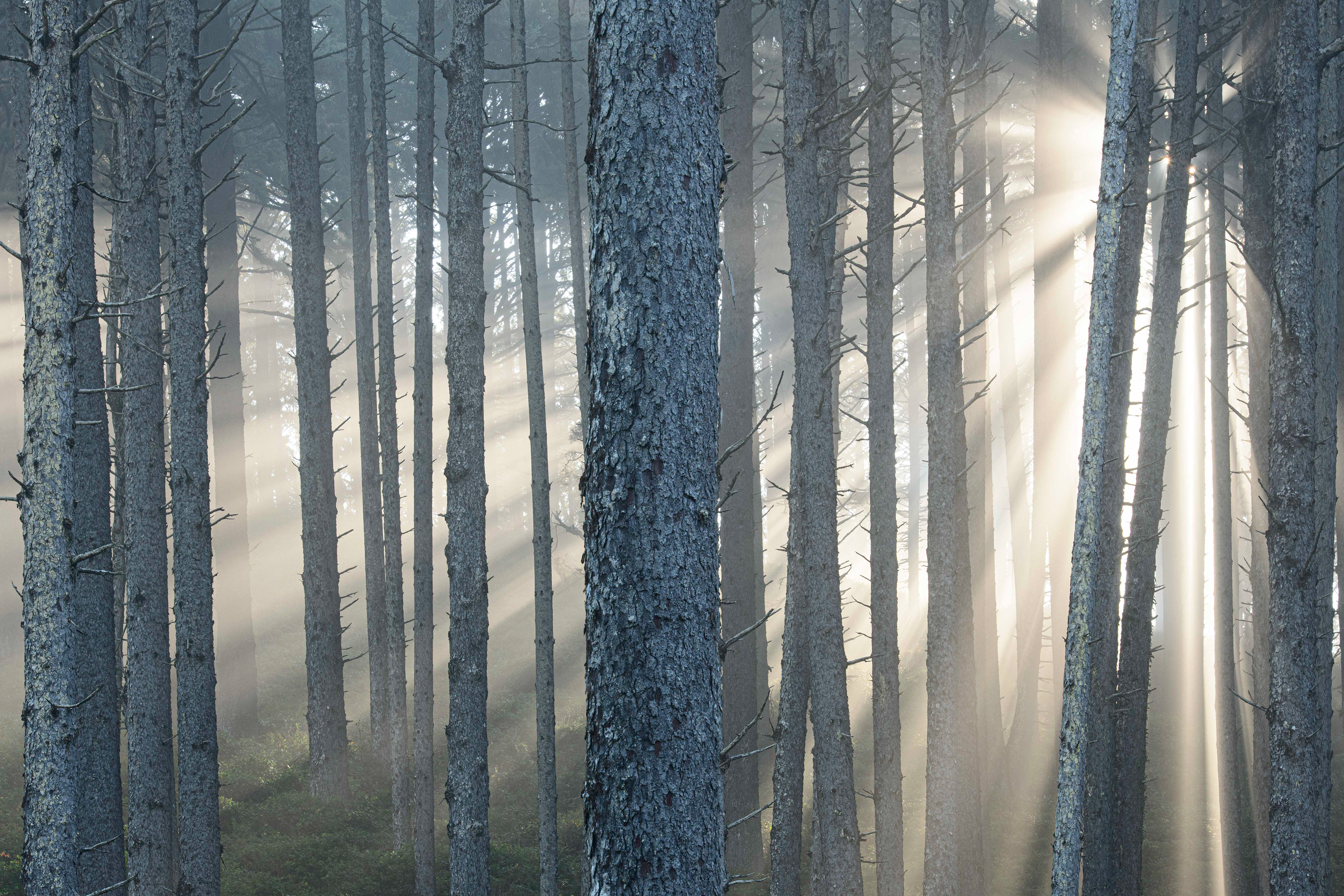 The Rays Shine Through