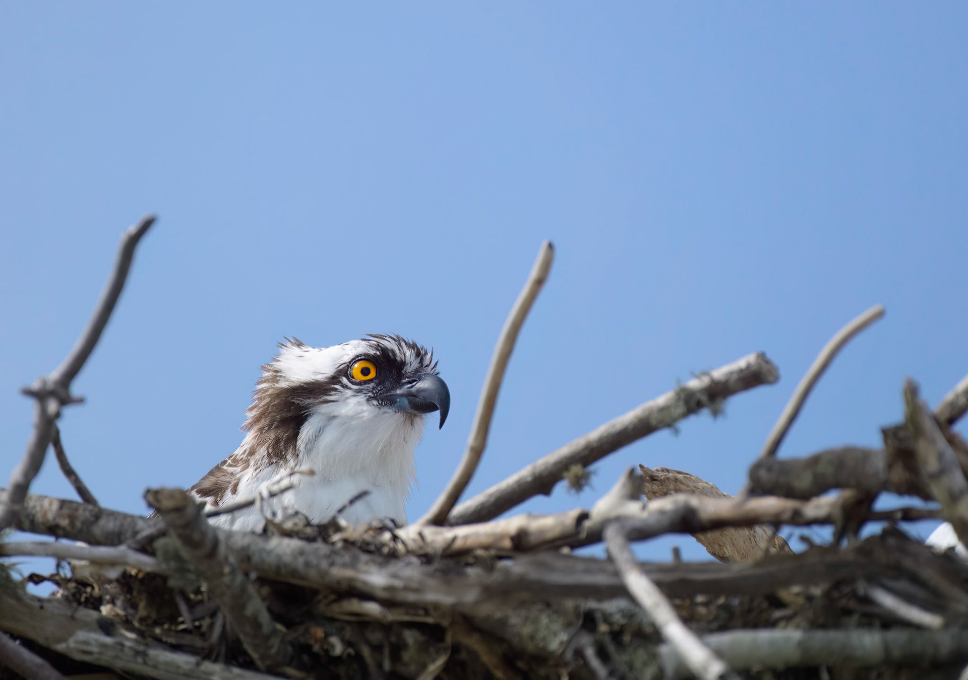 Baby Osprey