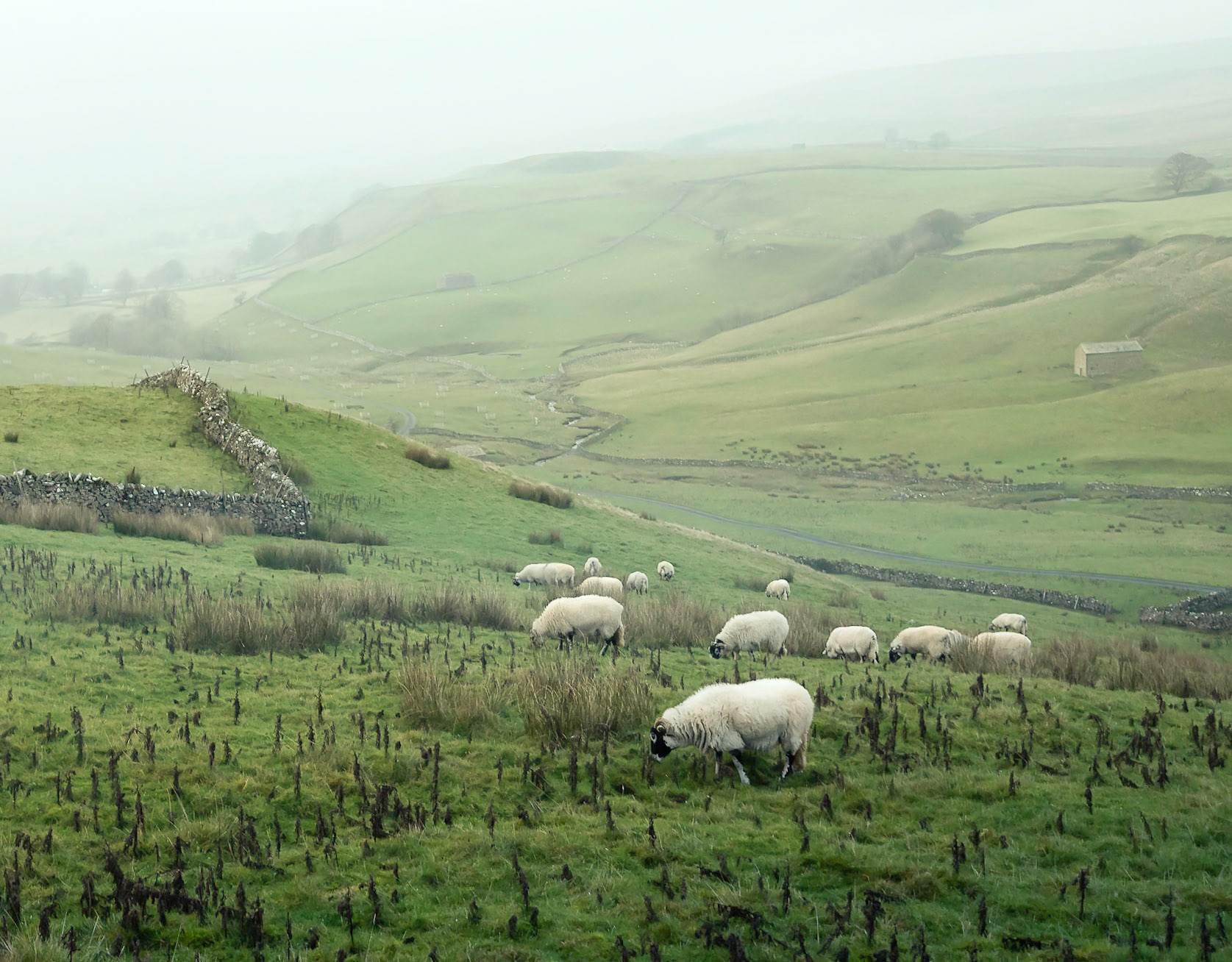 Grazing