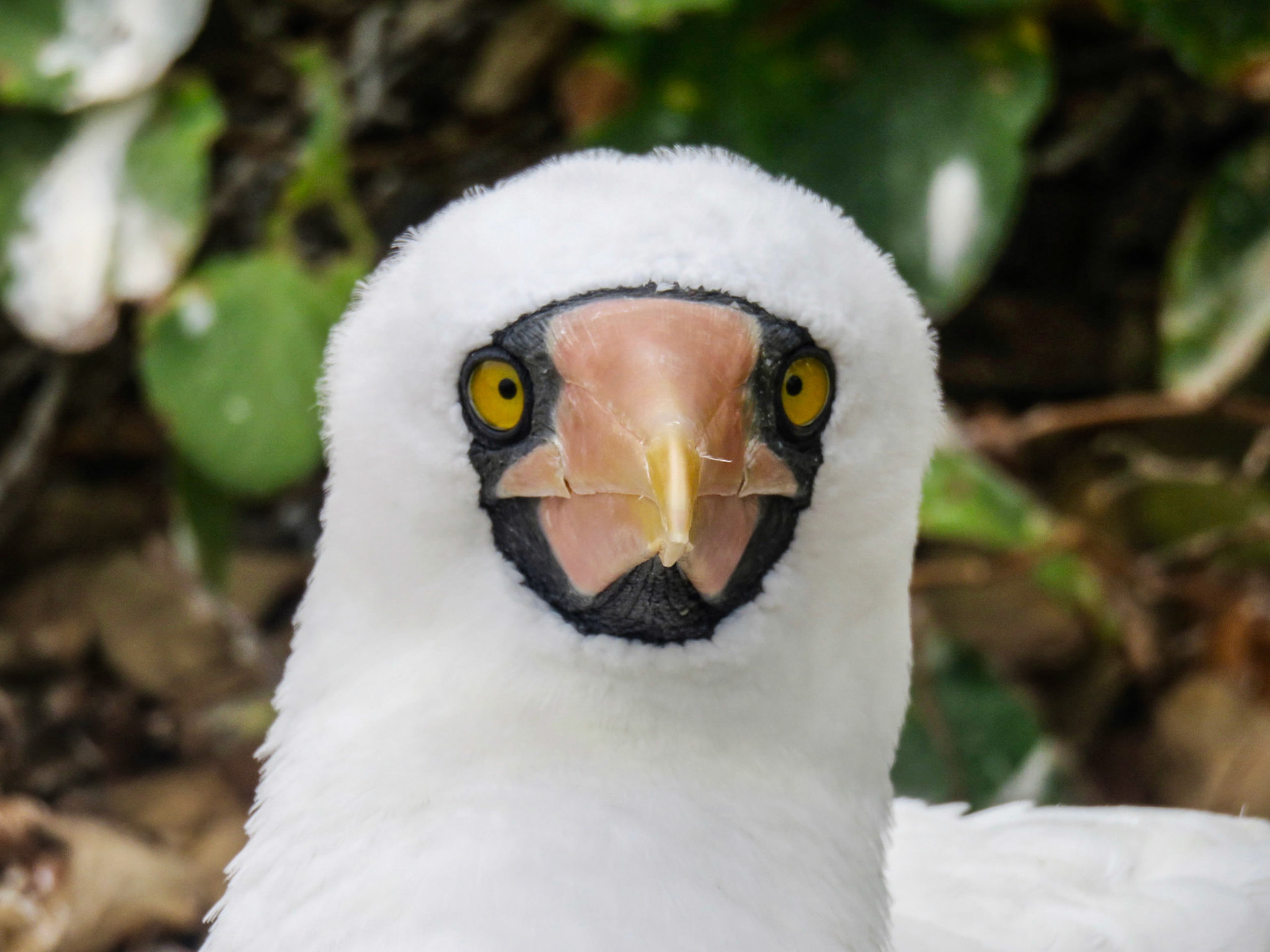 Baby Booby