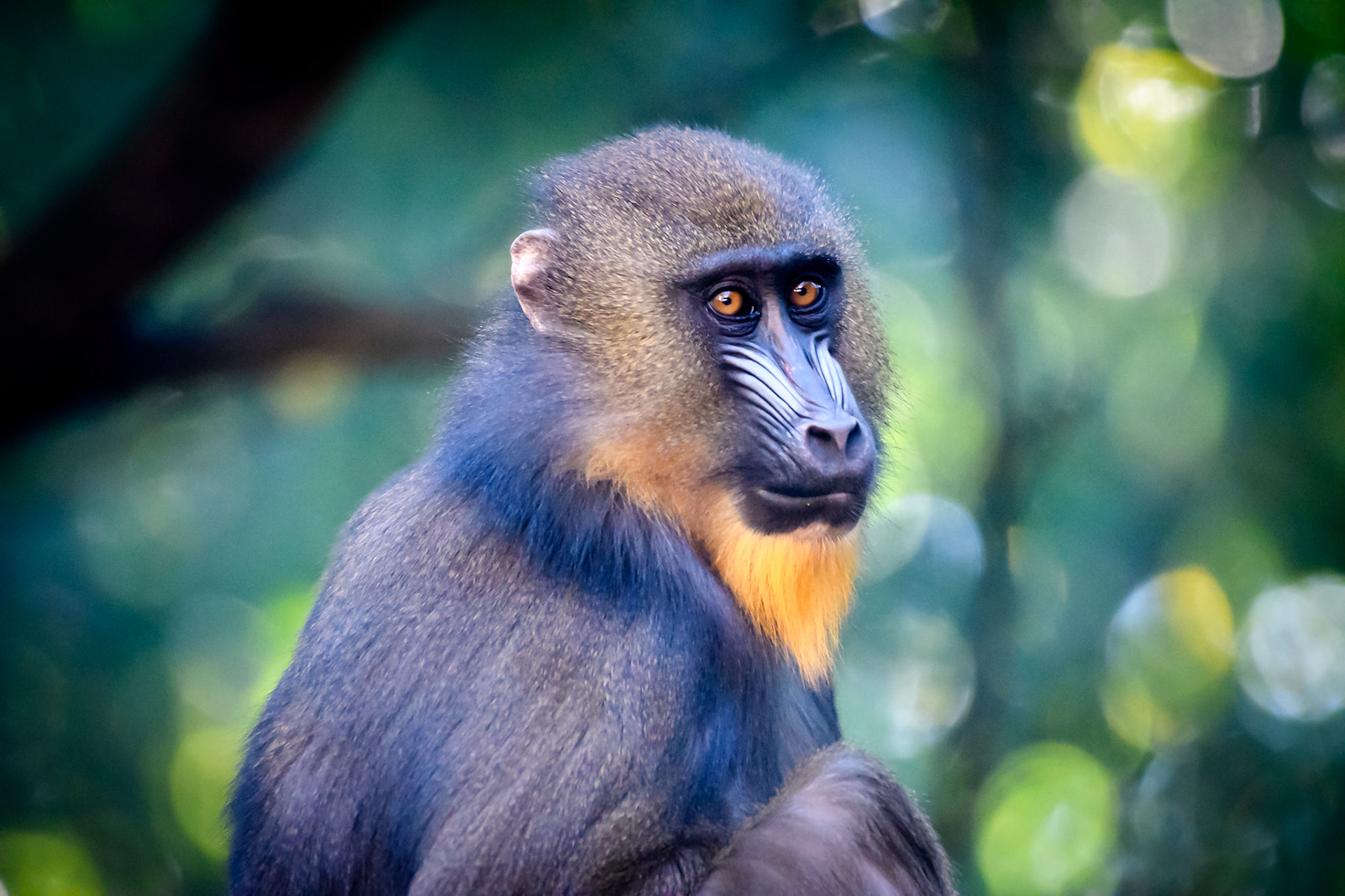 Mandrill