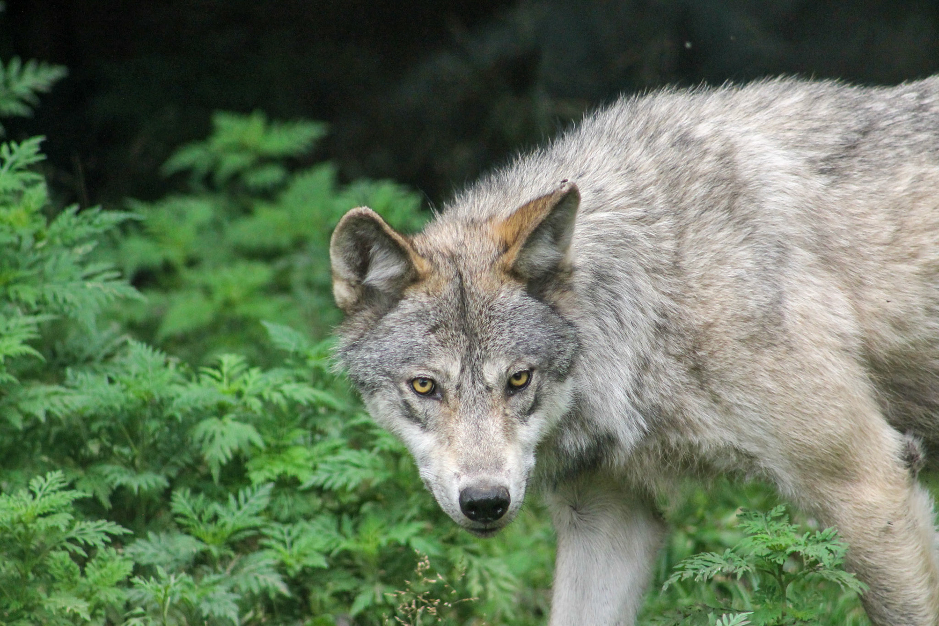 Canadian Timberwolf