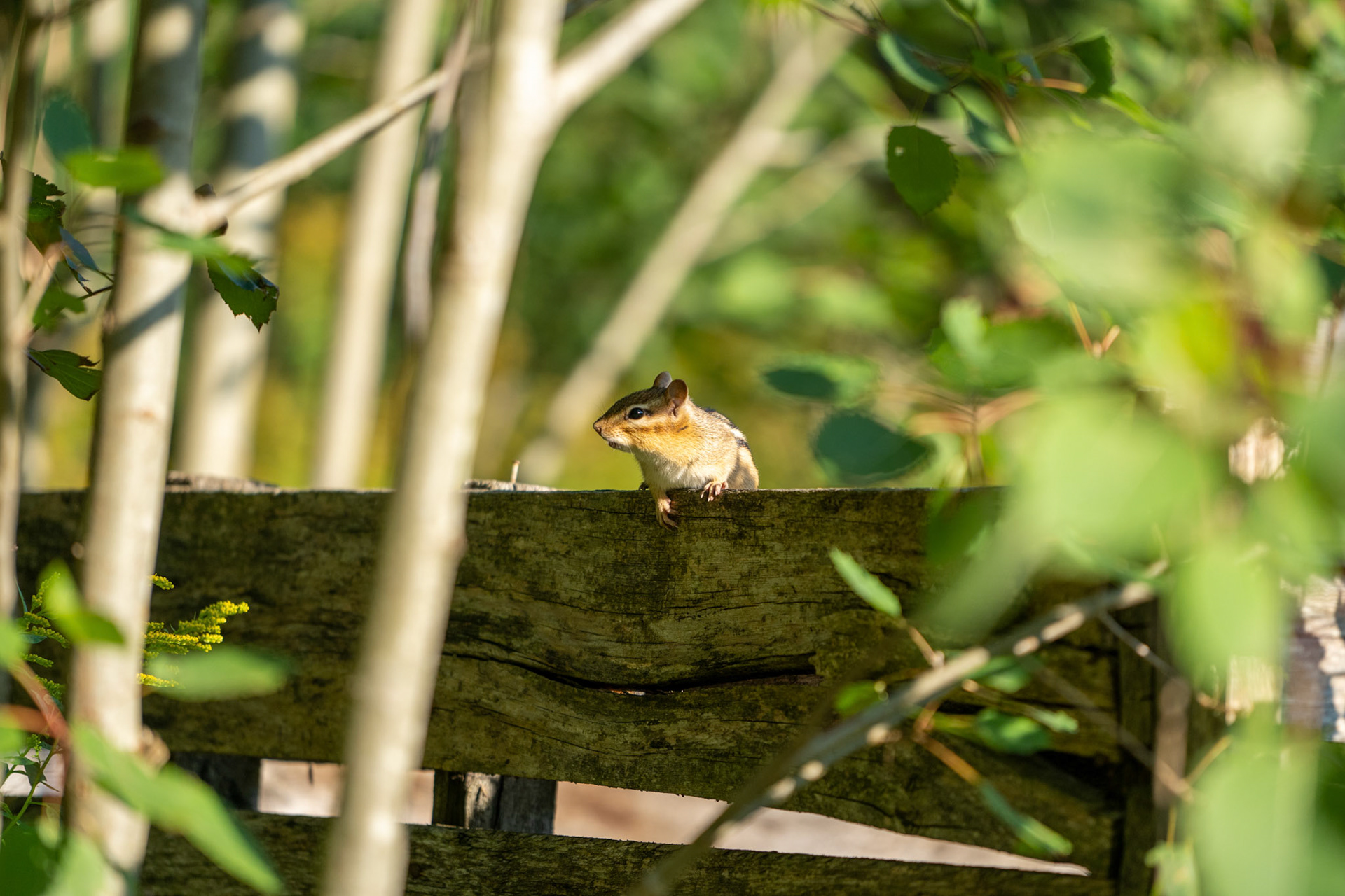 Chipmunk on the fence