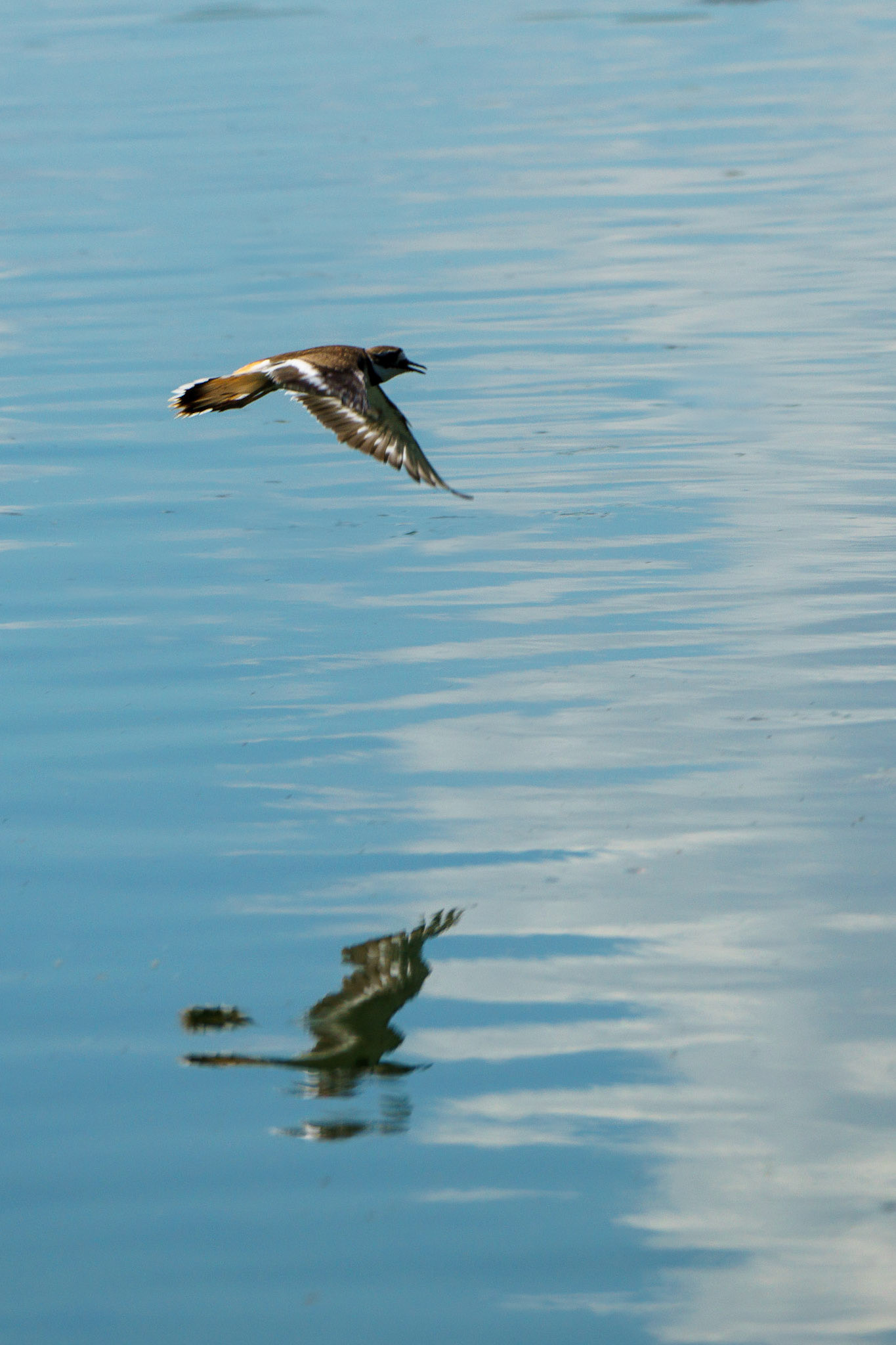 A Killdeer in flight with its reflection in the water