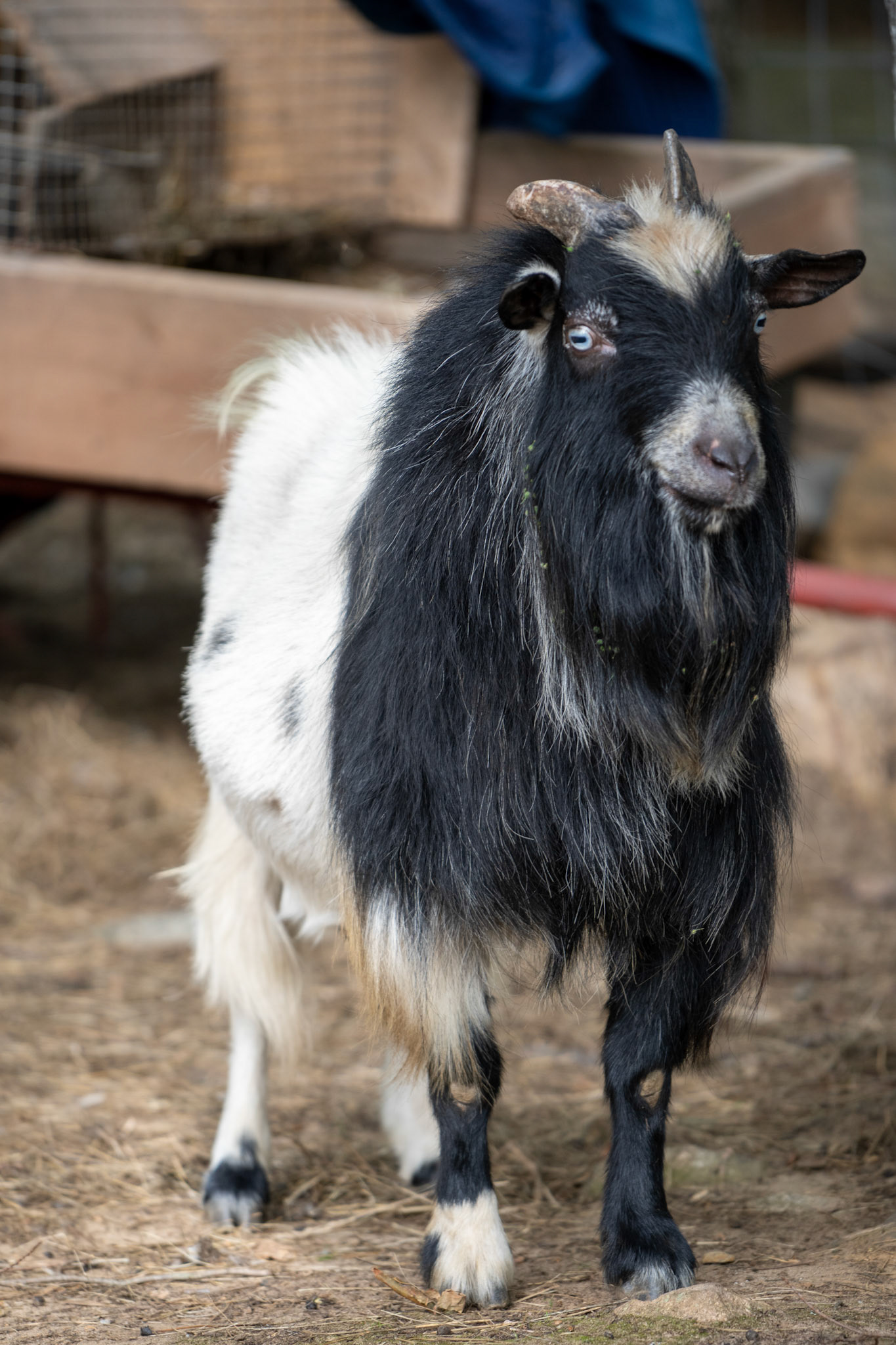 Goat on the farm