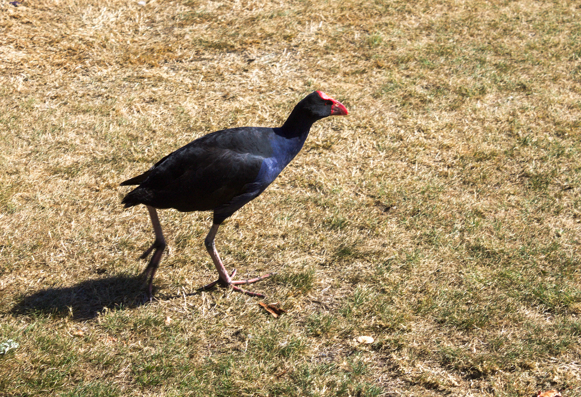 Pukeko on the run