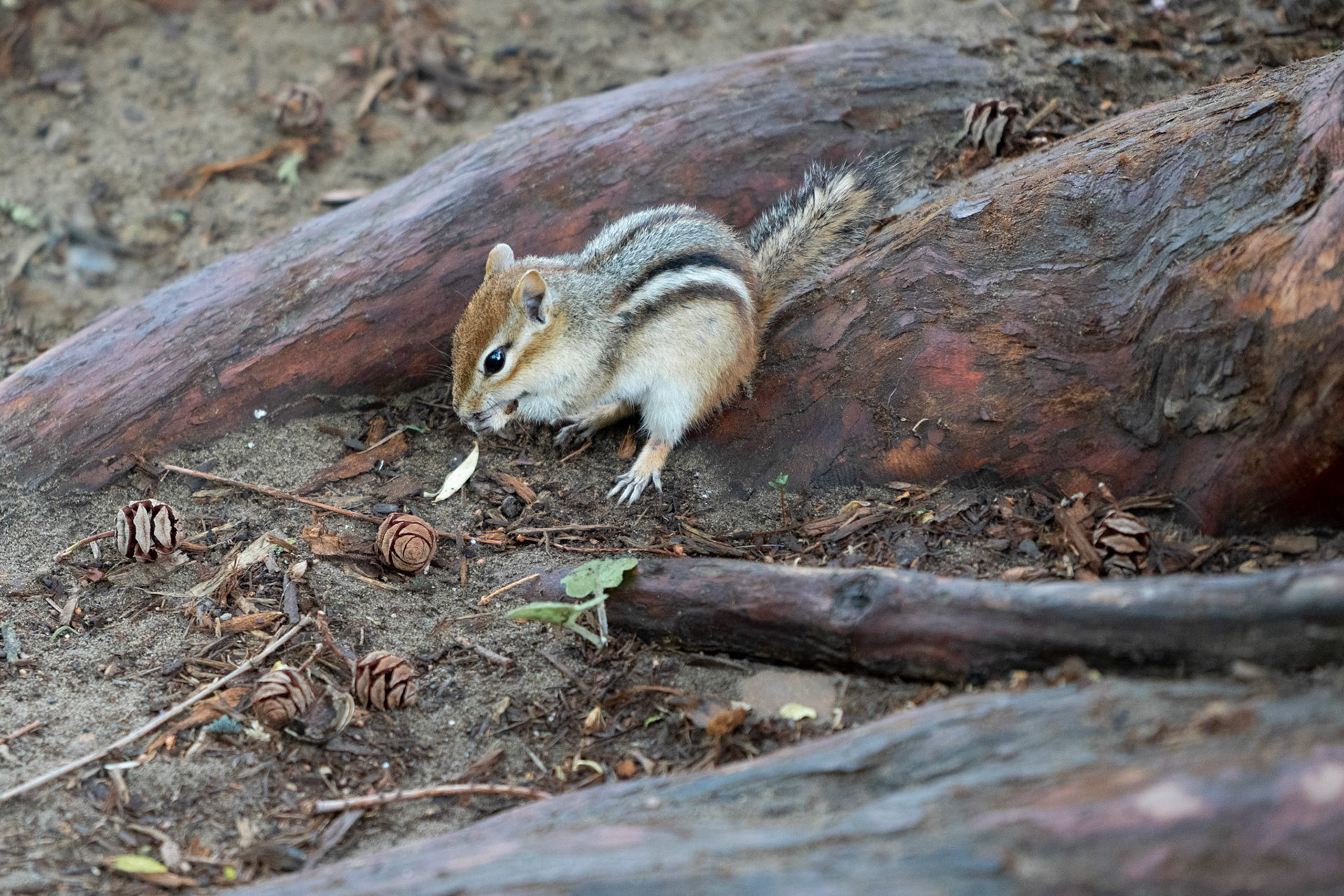 Chipmunk eating seeds