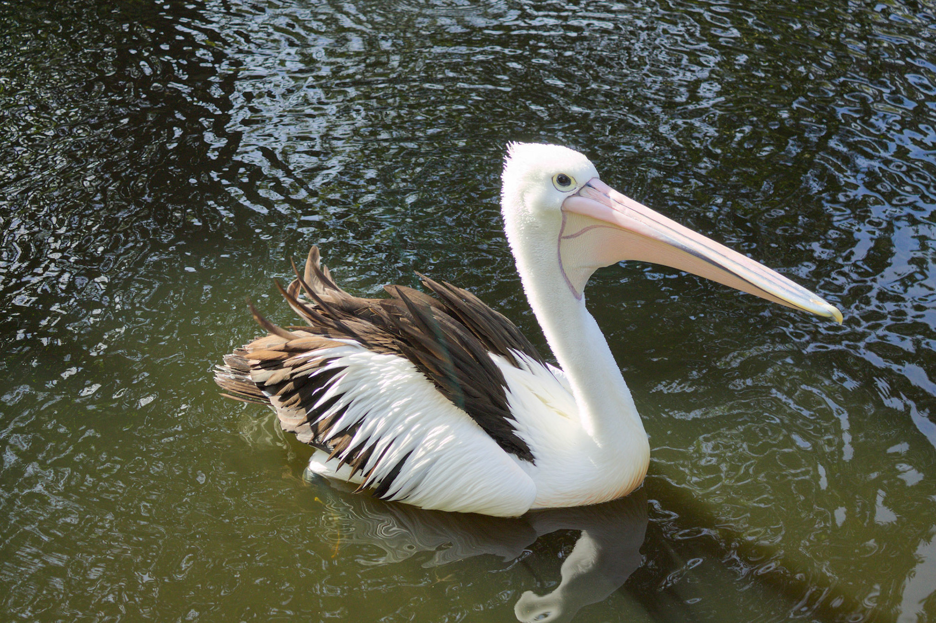 Pelican at the Wellington Zoo