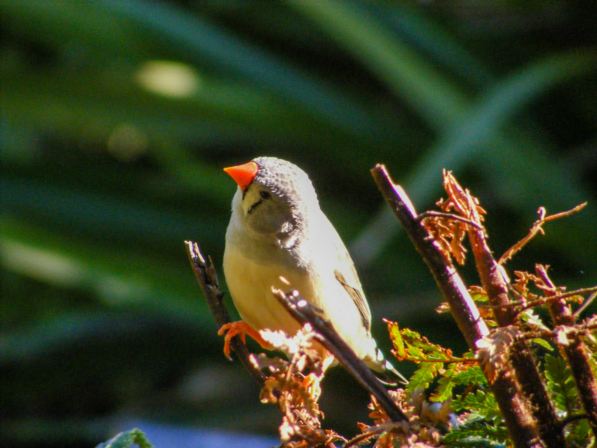 Long tailed Finch