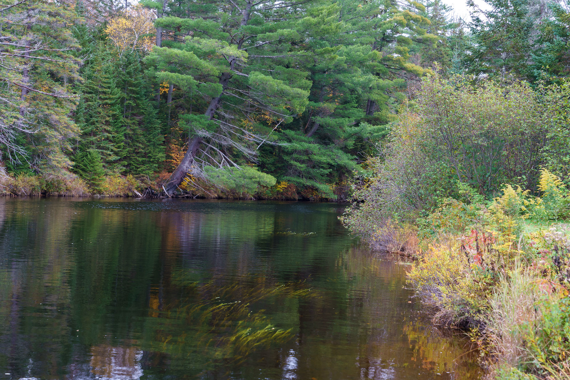 Algonquin Park riverbank in fall 2
