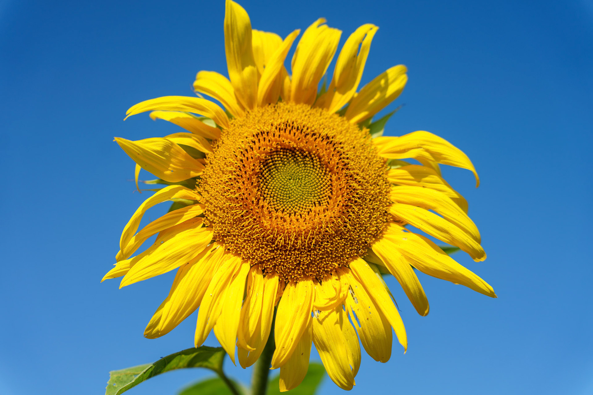 Close up of a sunflower head