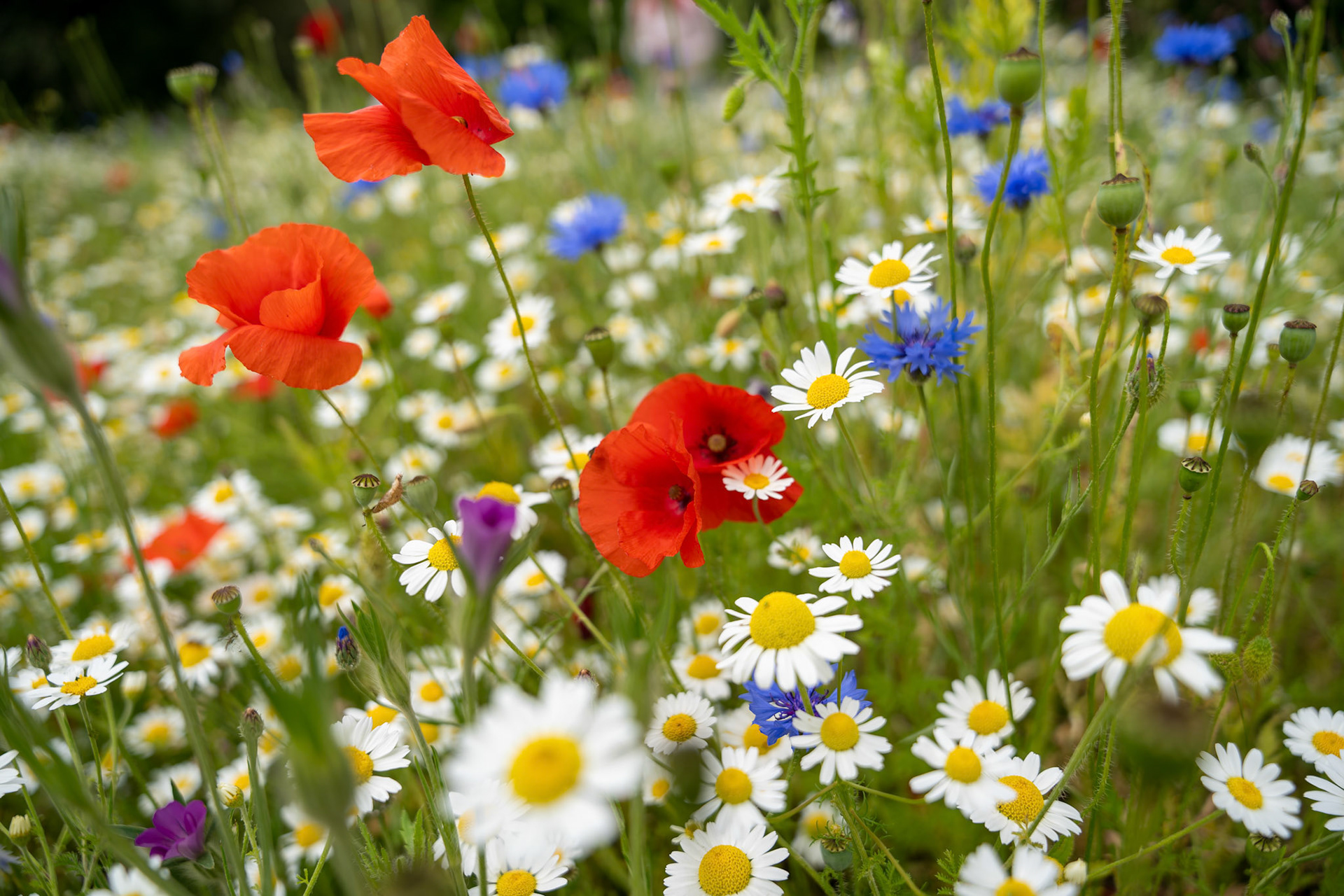 Hyde Park Flower Bed Close Up