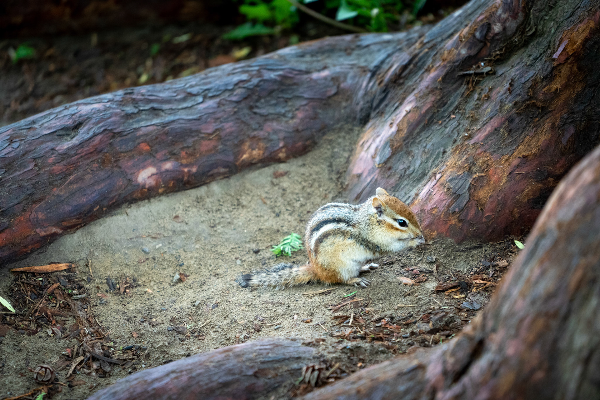 Chipmunk snacking
