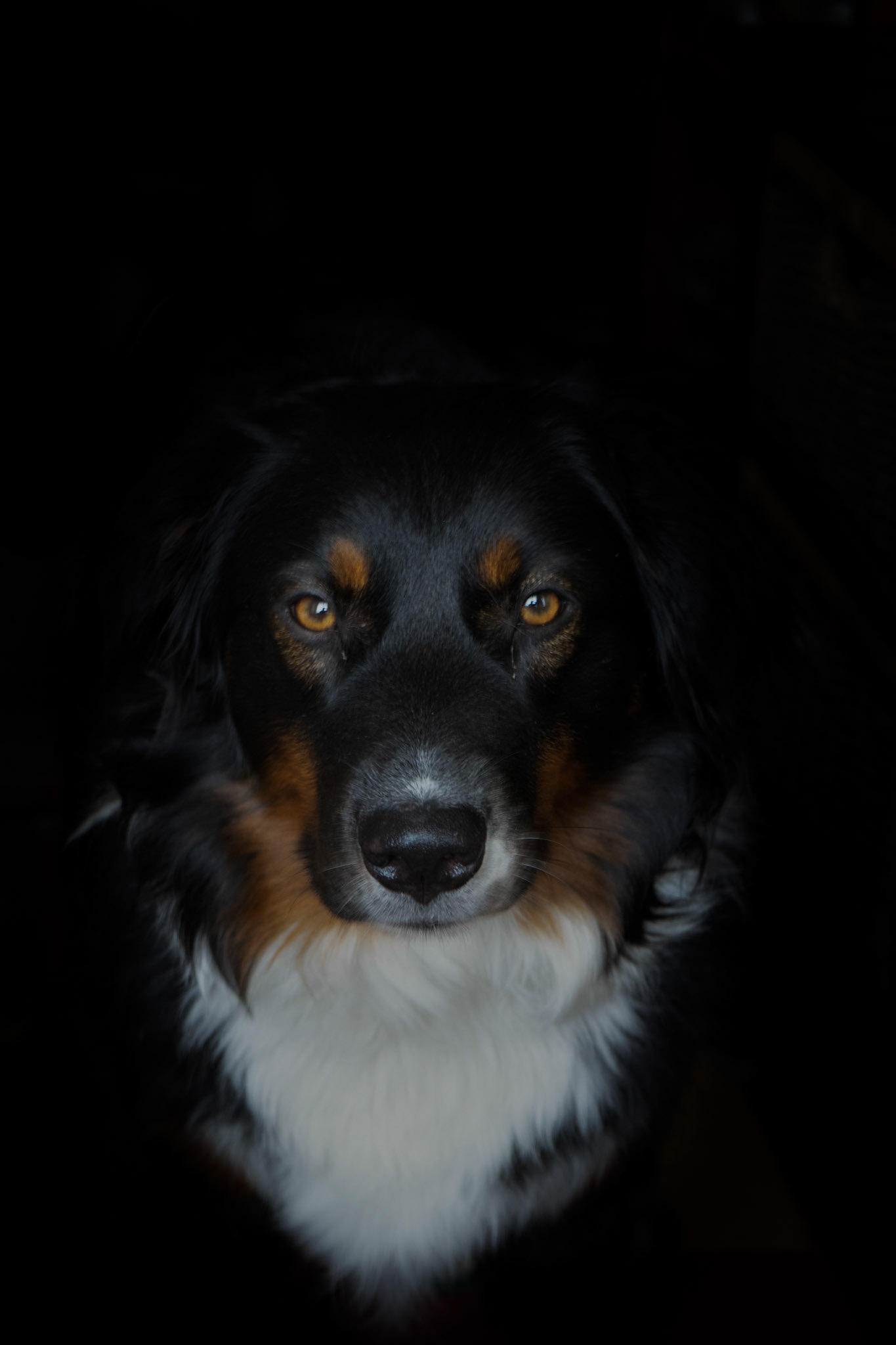 Drama dog