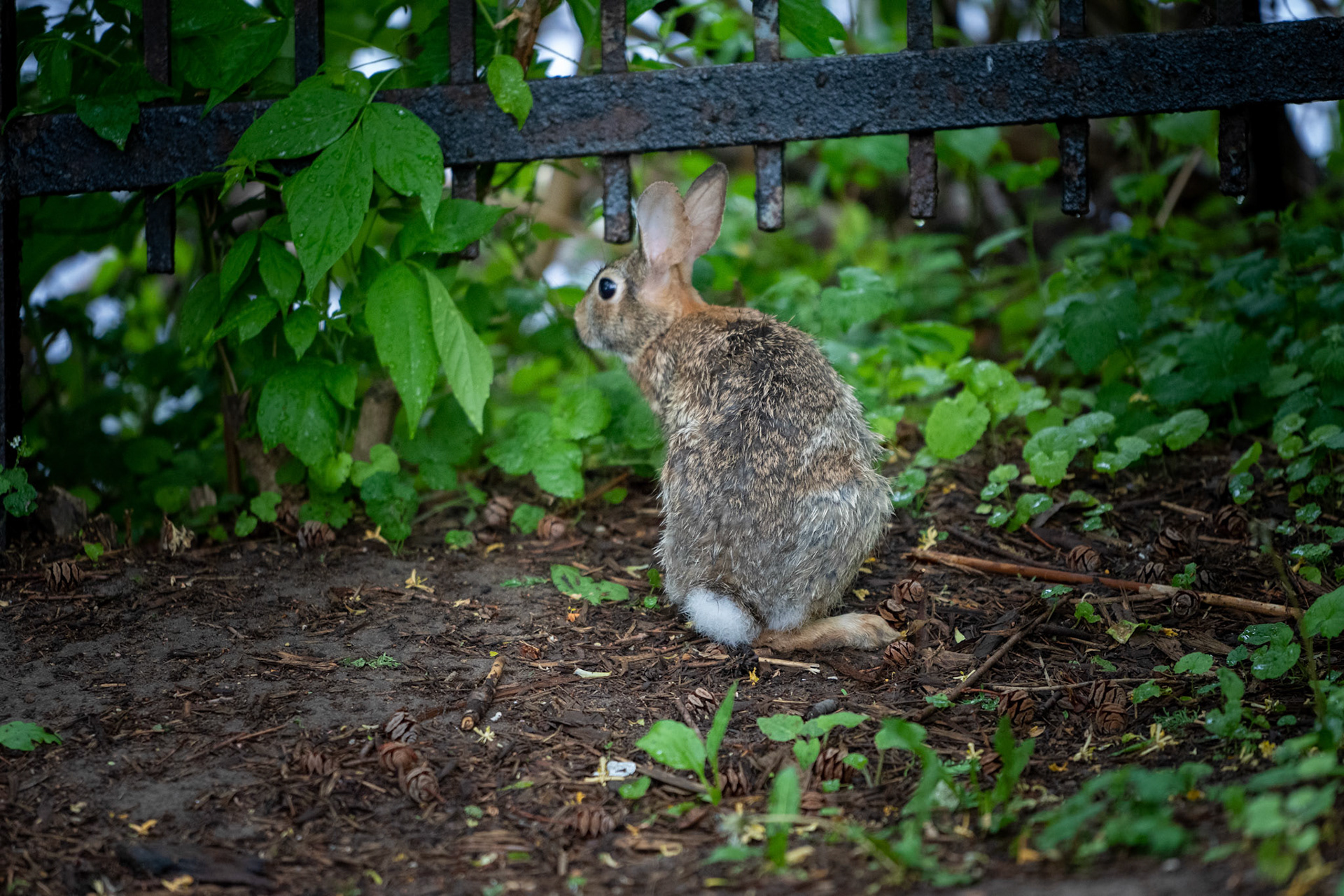 Rabbit on the watch for danger