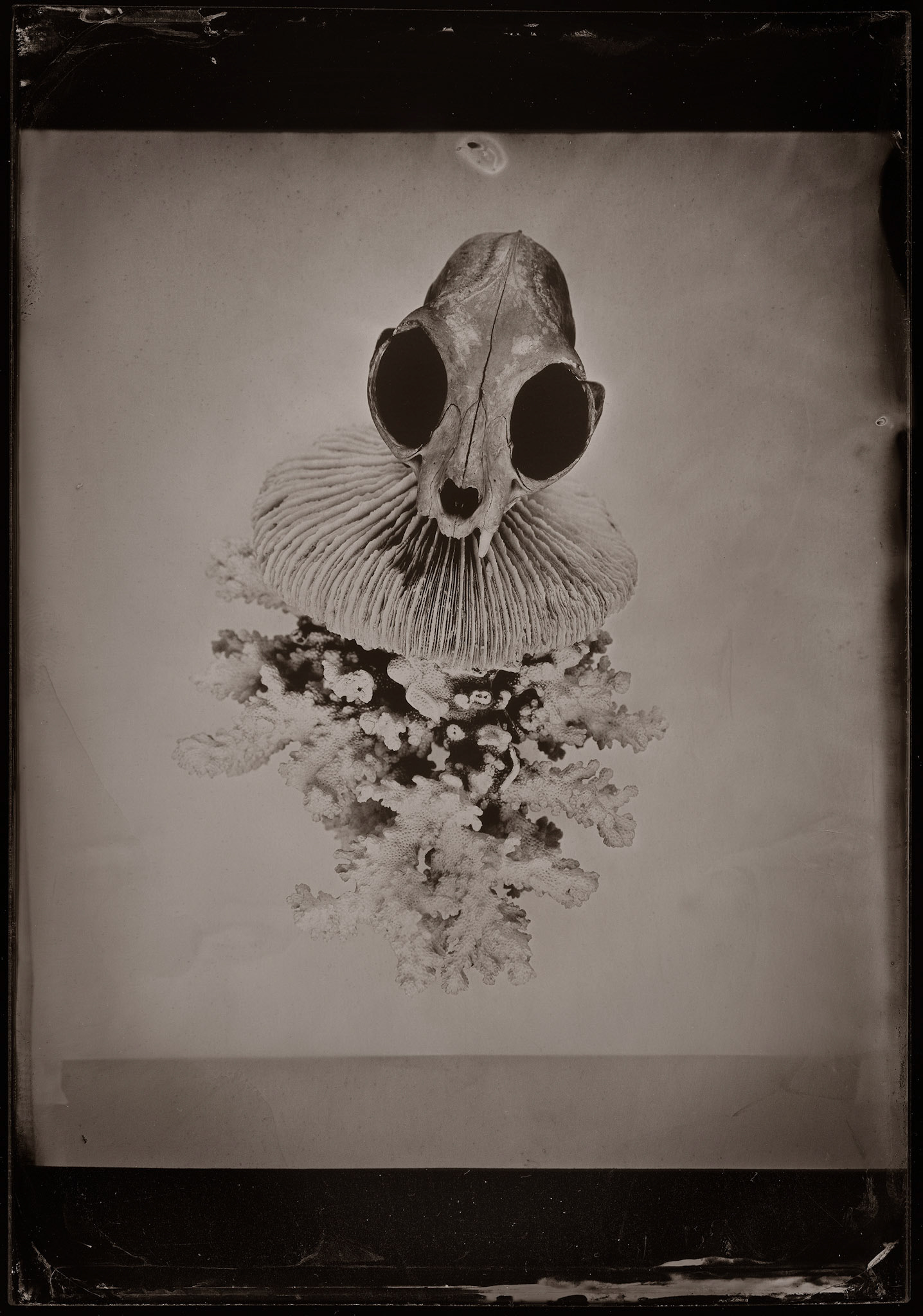 ambrotype wetplate