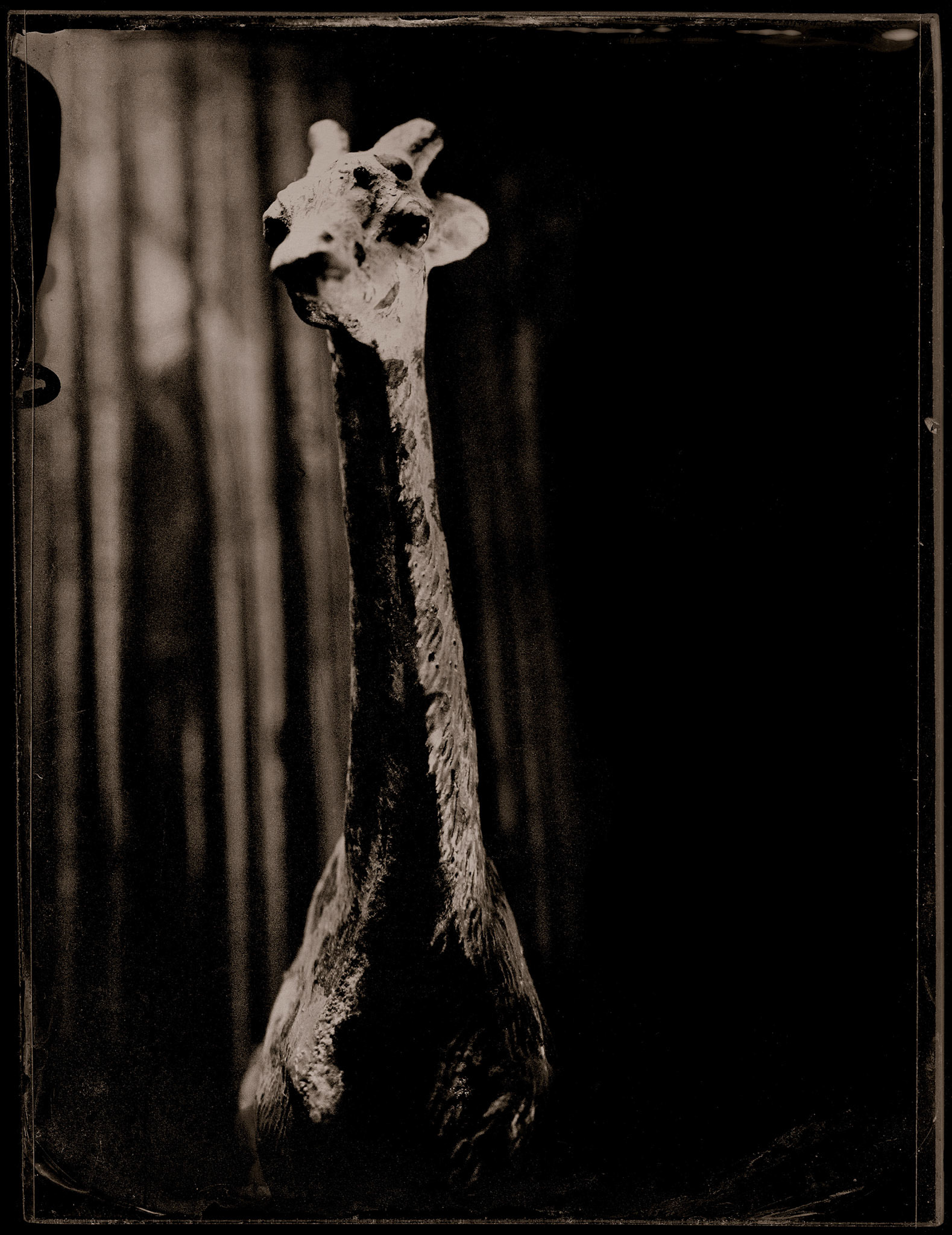 ambrotype wetplate