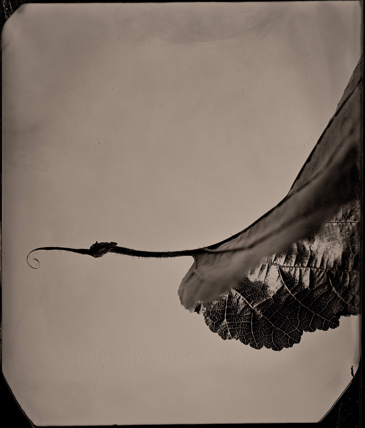 Leaf