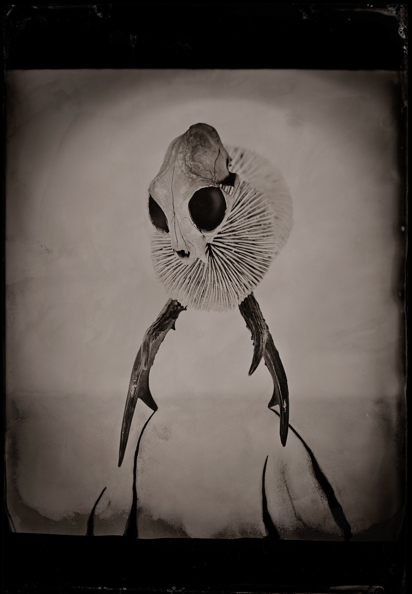 ambrotype wetplate