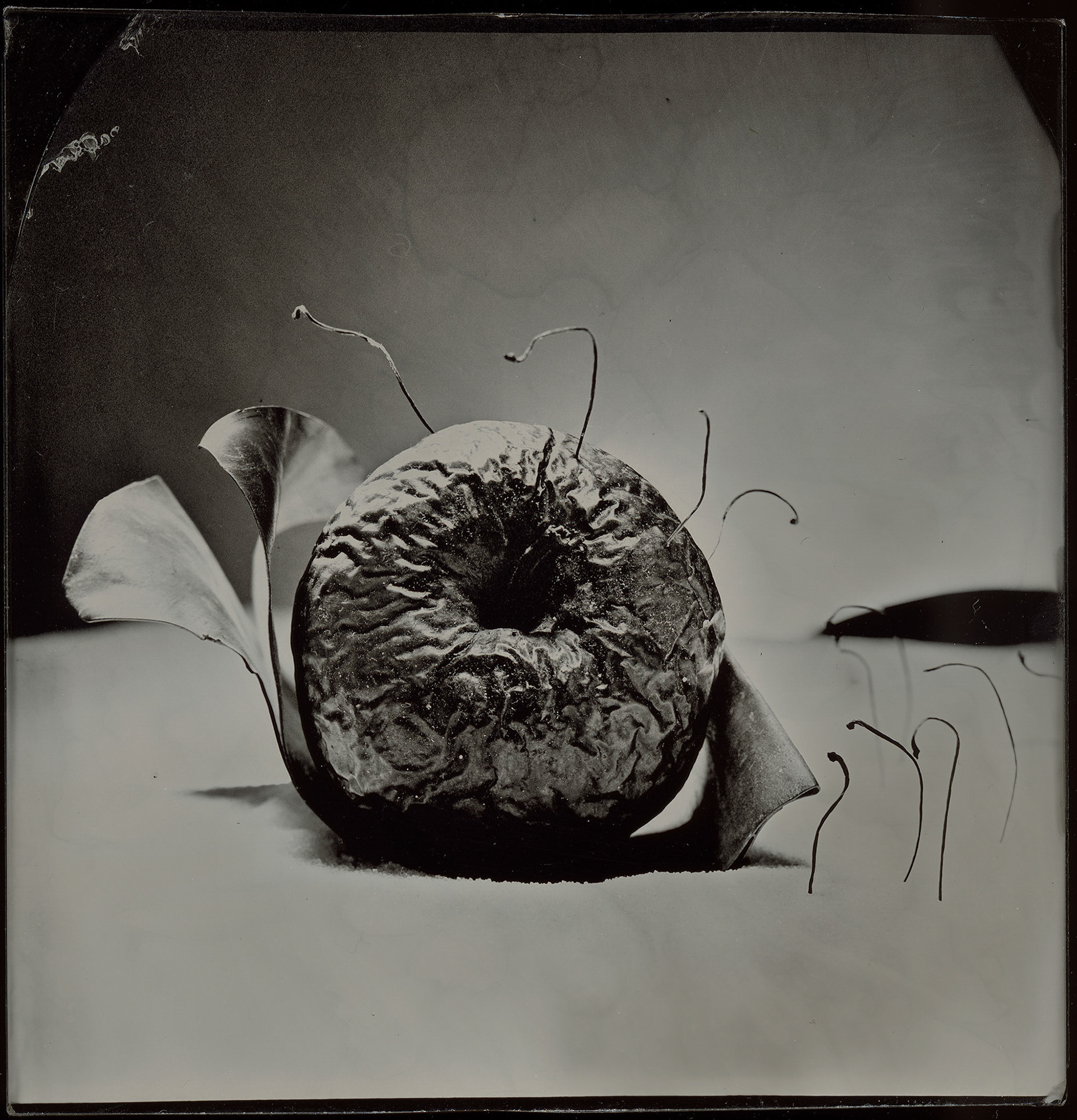 ambrotype wetplate