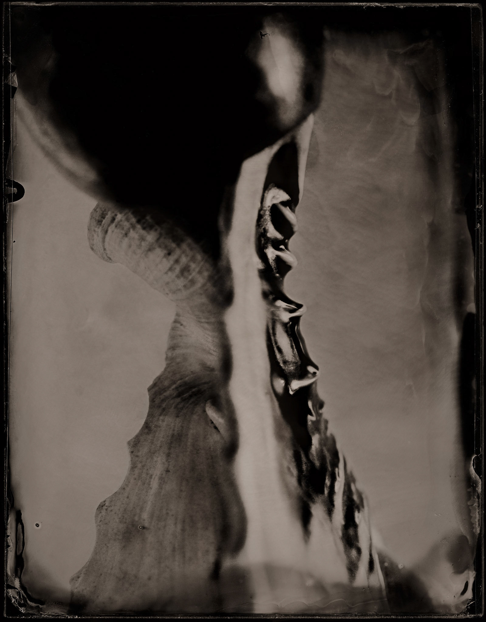 ambrotype wetplate