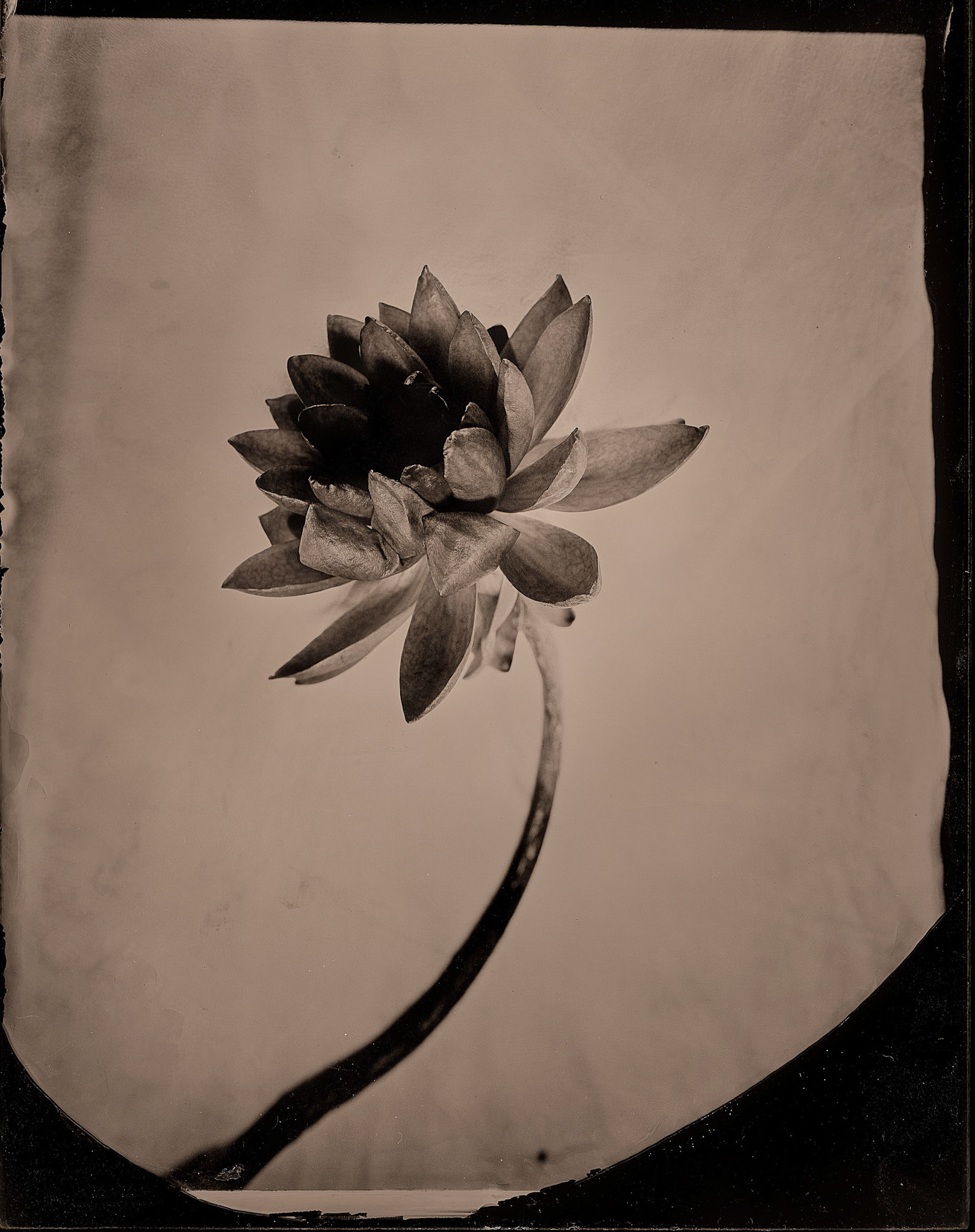ambrotype wetplate