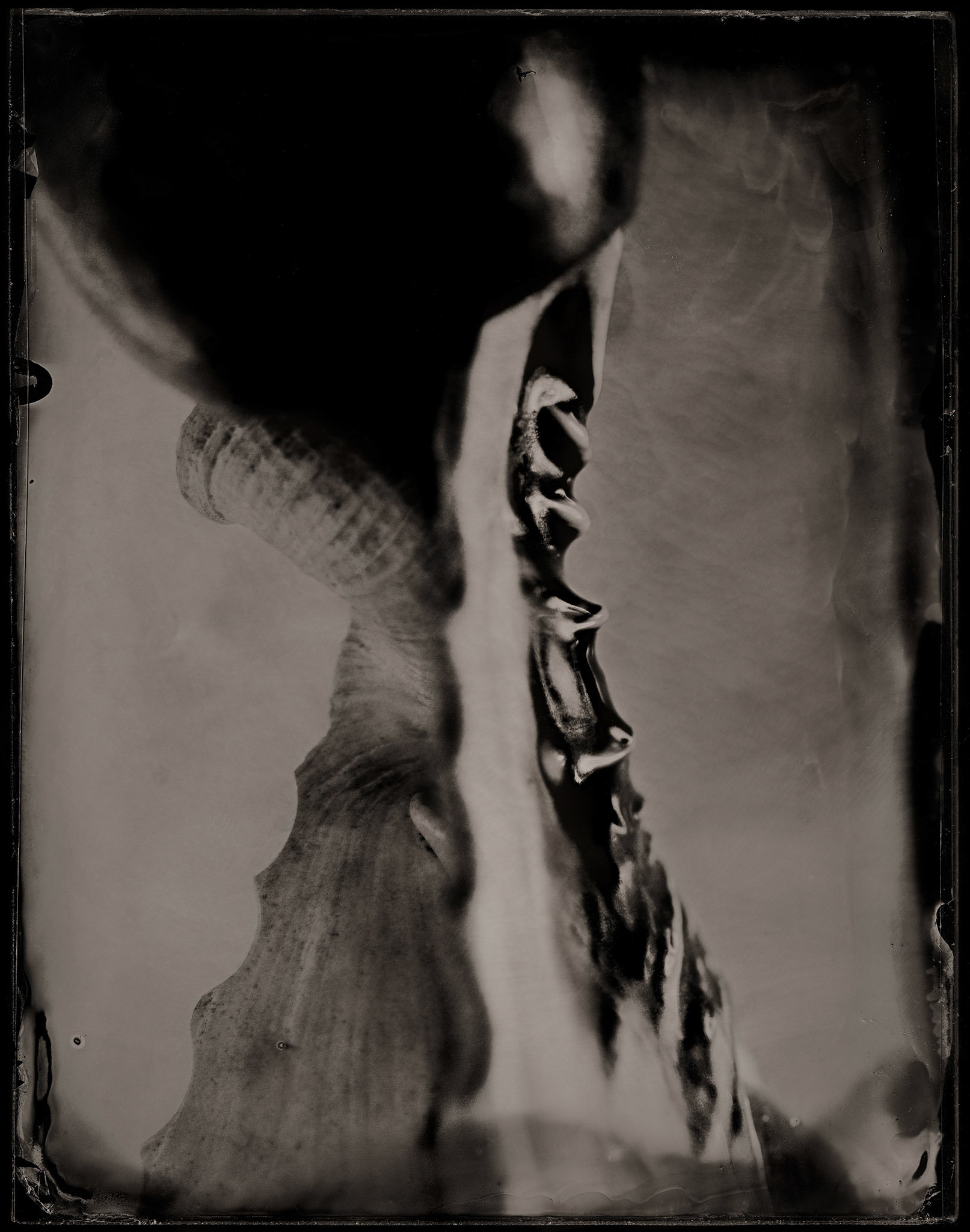 ambrotype wetplate
