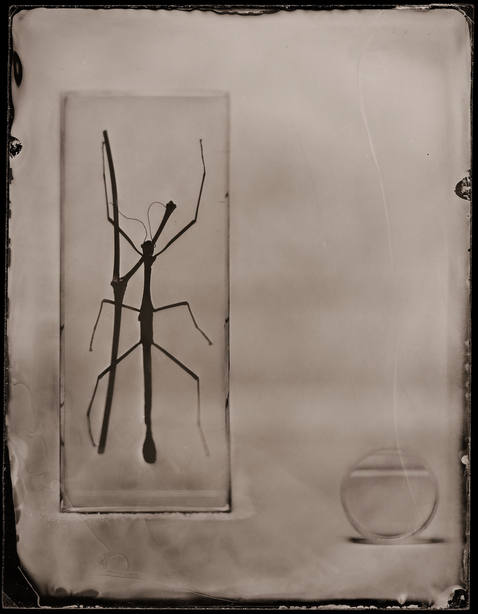 ambrotype wetplate