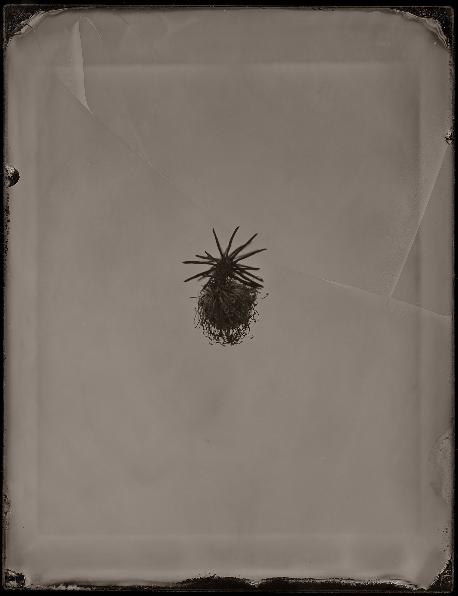 ambrotype wetplate