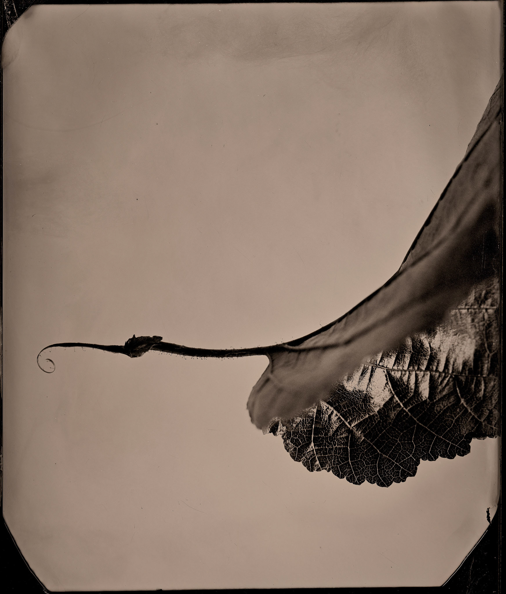 ambrotype wetplate